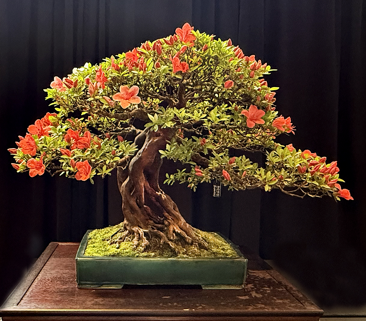 Michigan All-State Bonsai Show – Valavanis Bonsai Blog