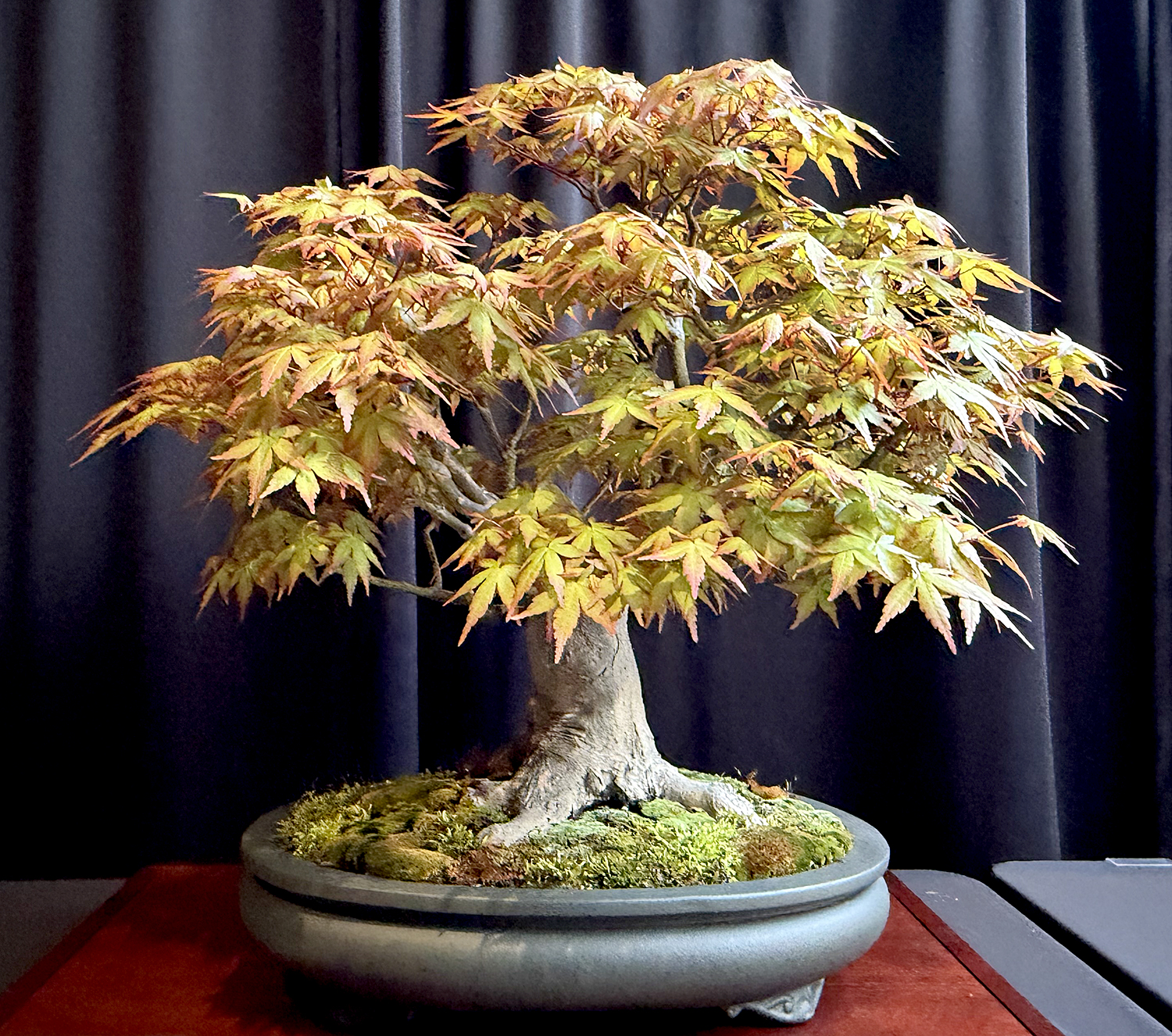 パンツ BONSAI Michigan All-State Bonsai Show – Valavanis Bonsai Blog