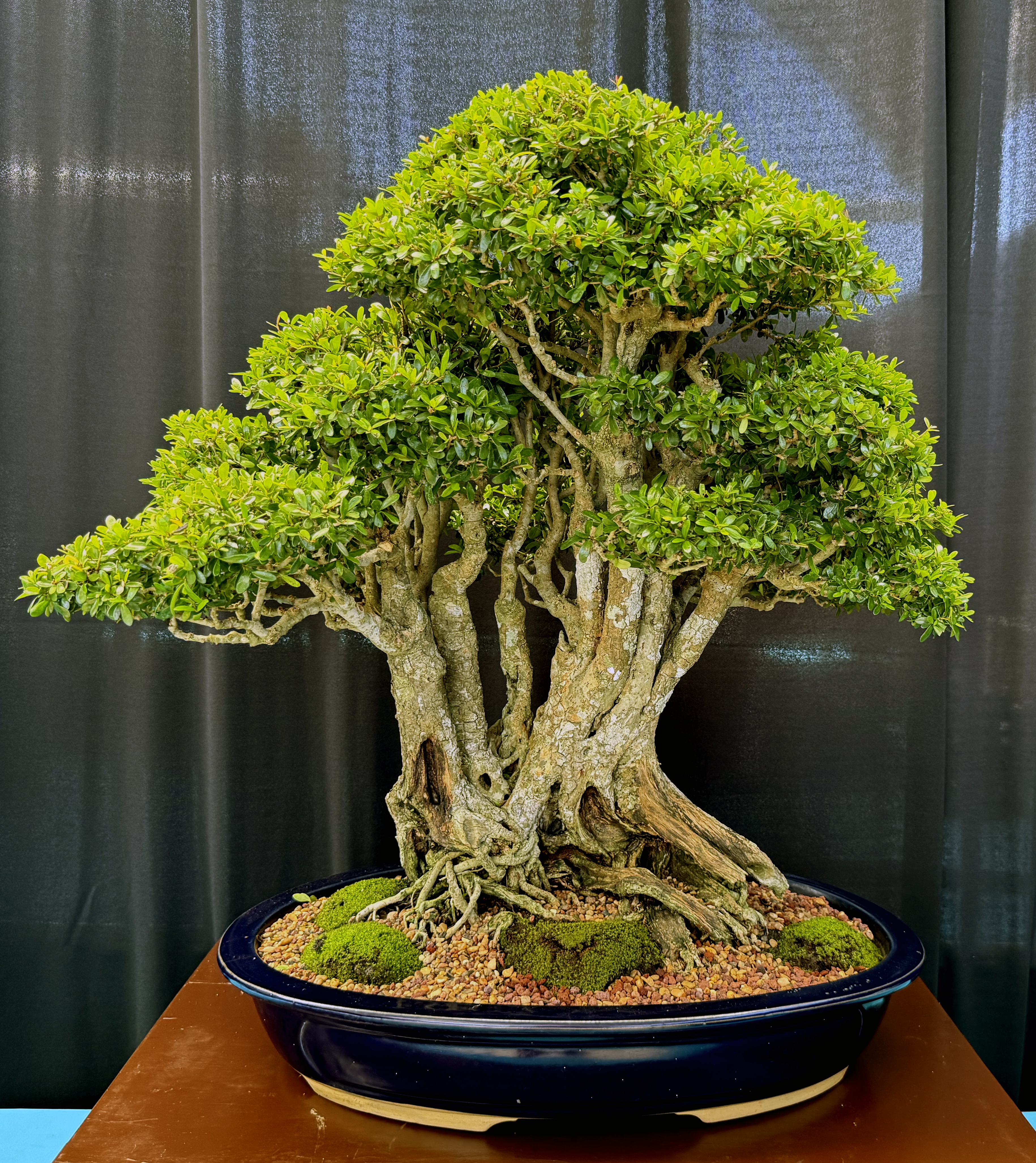 Tropical Bonsai Symposium– Part 2 – Valavanis Bonsai Blog