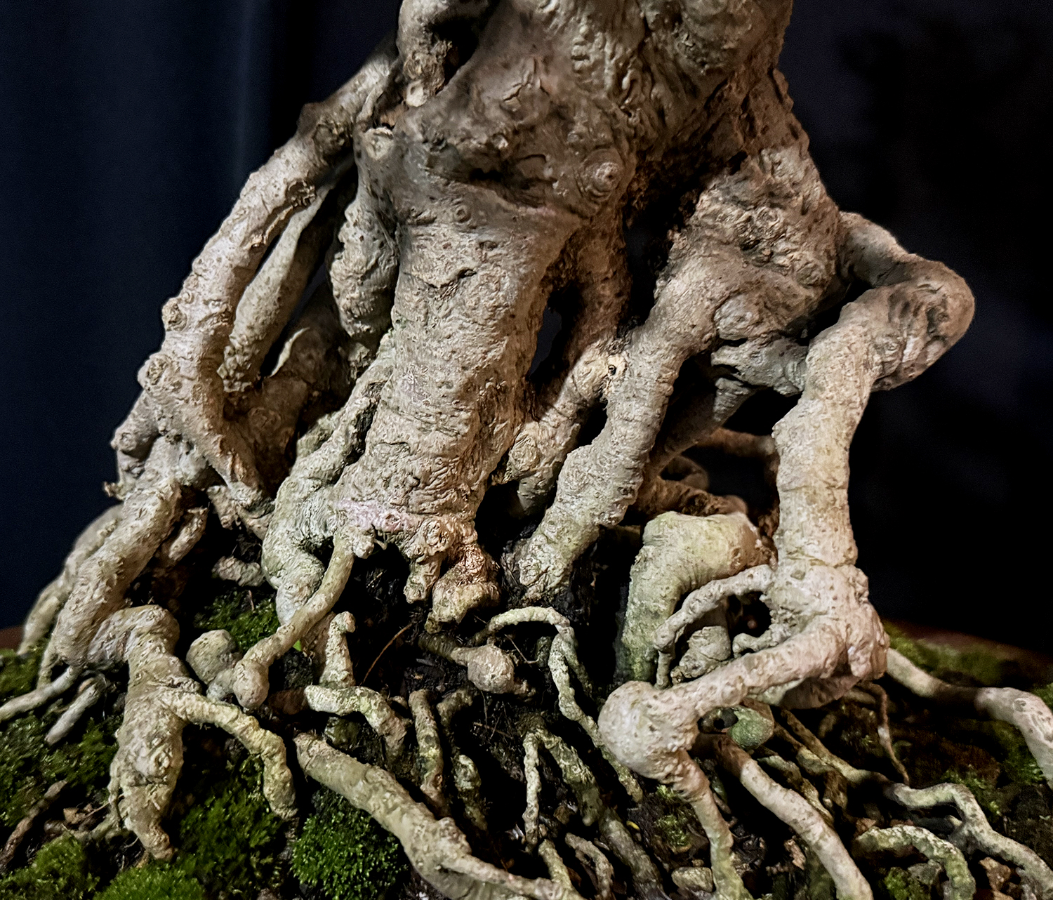 Tropical Bonsai Symposium– Part 2 – Valavanis Bonsai Blog