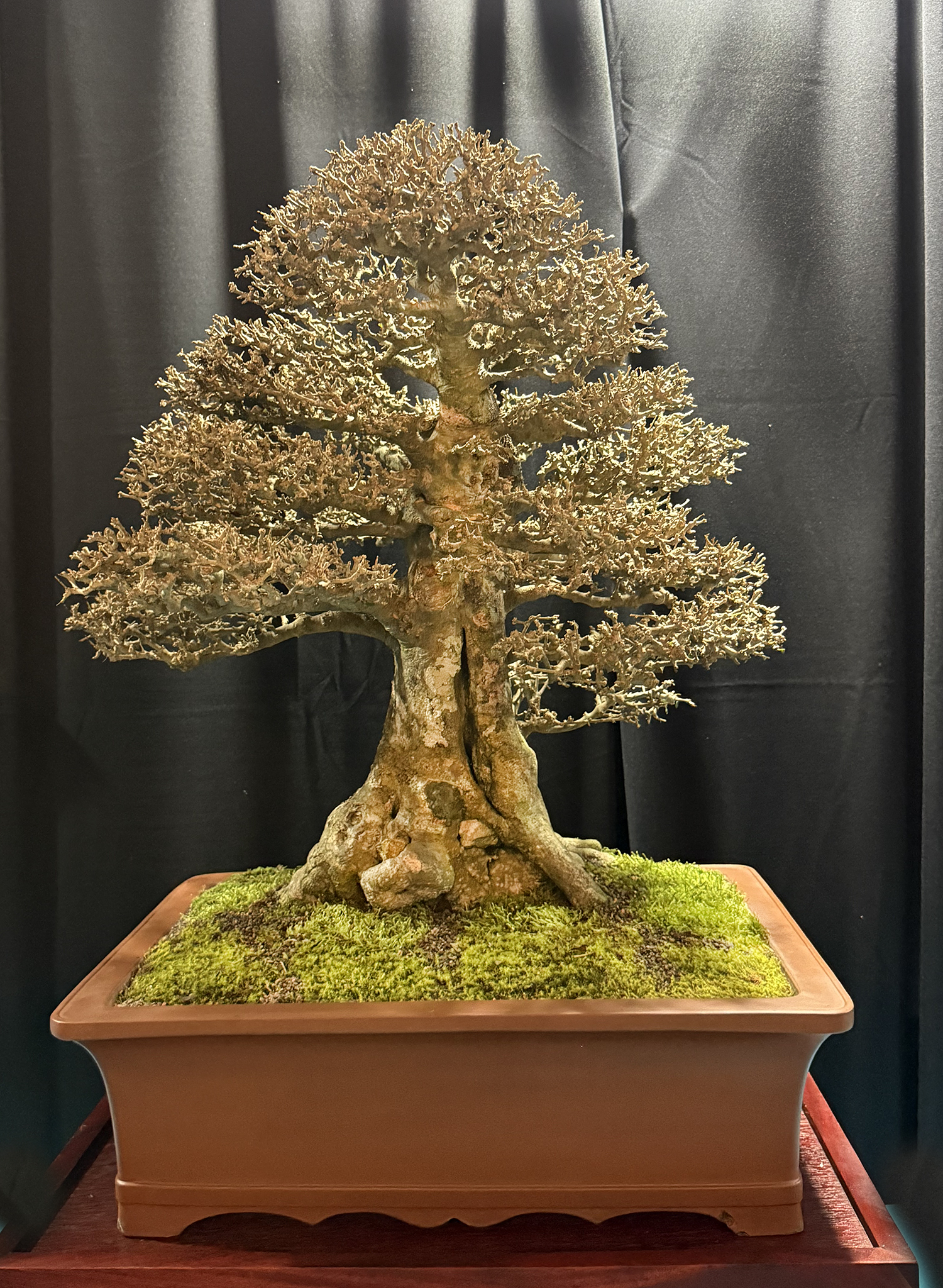 Tropical Bonsai Symposium– Part 2 – Valavanis Bonsai Blog