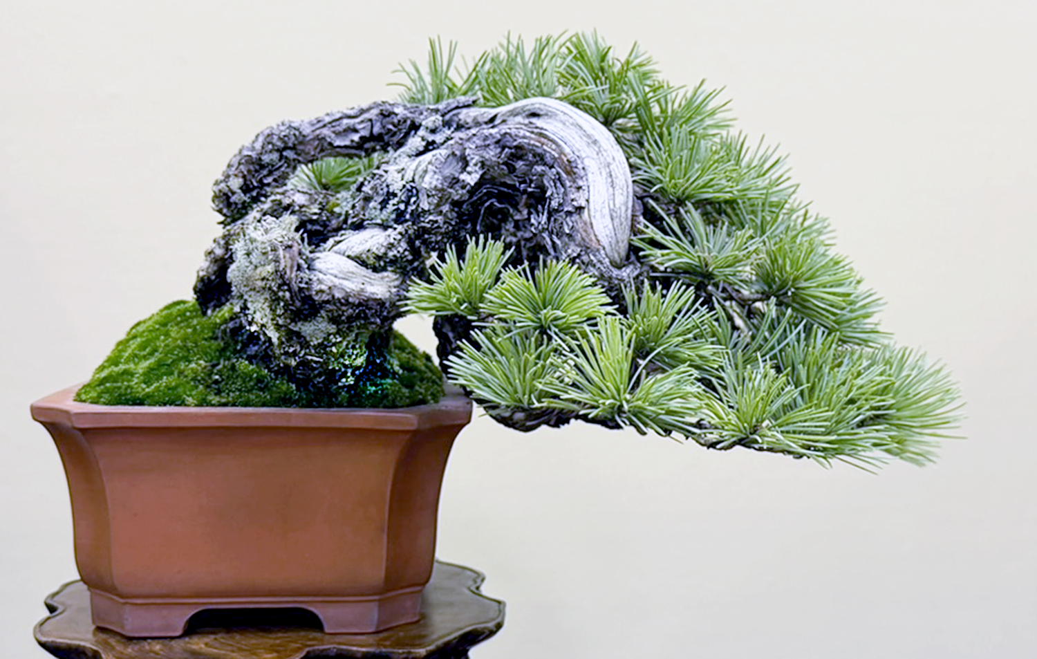 Bonsai Exhibition 2025: Highlights and Visitor Experience Bonsai Exhibition 2025: Highlights and Visitor Experience