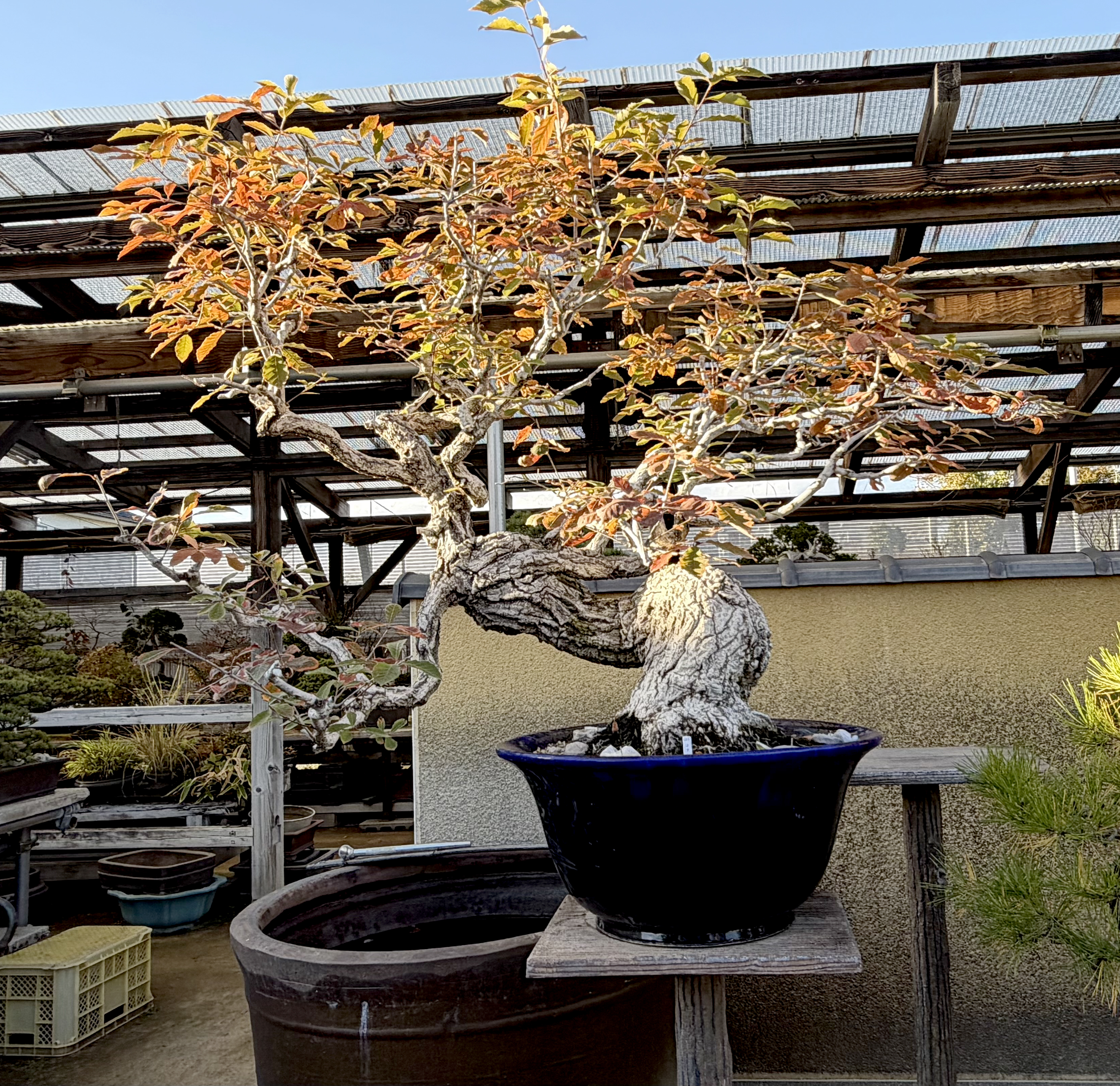 My Second Visit to Omiya Bonsai Village & More – Valavanis Bonsai Blog