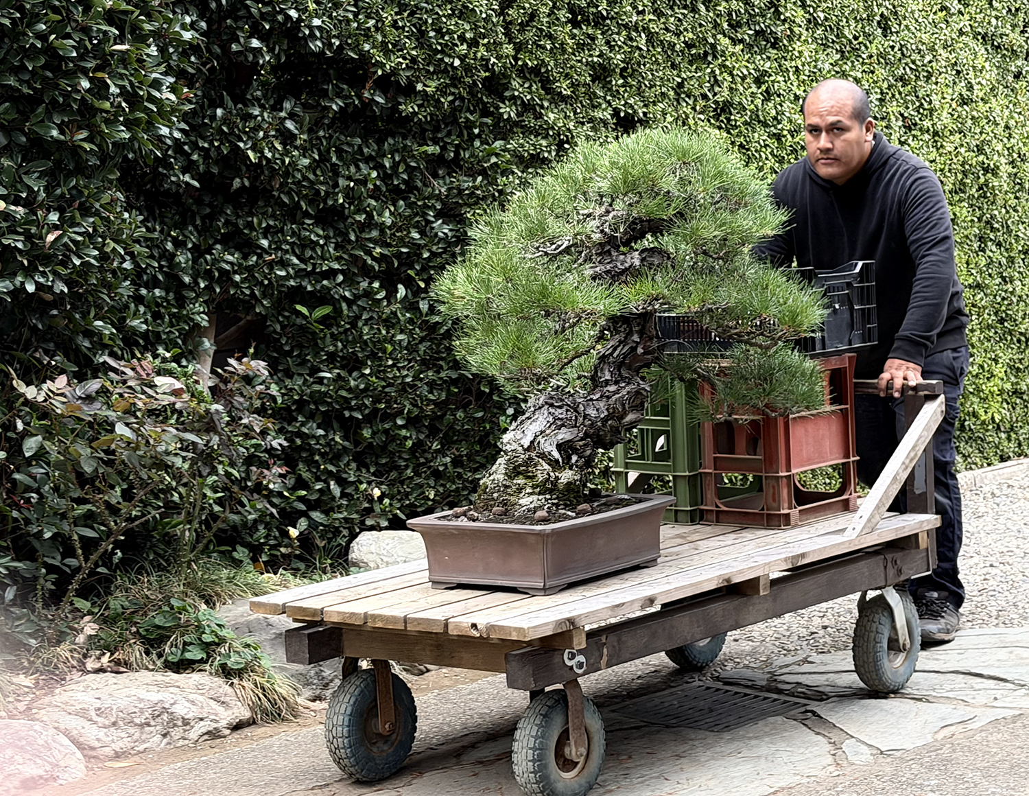My Second Visit to Omiya Bonsai Village & More – Valavanis Bonsai Blog