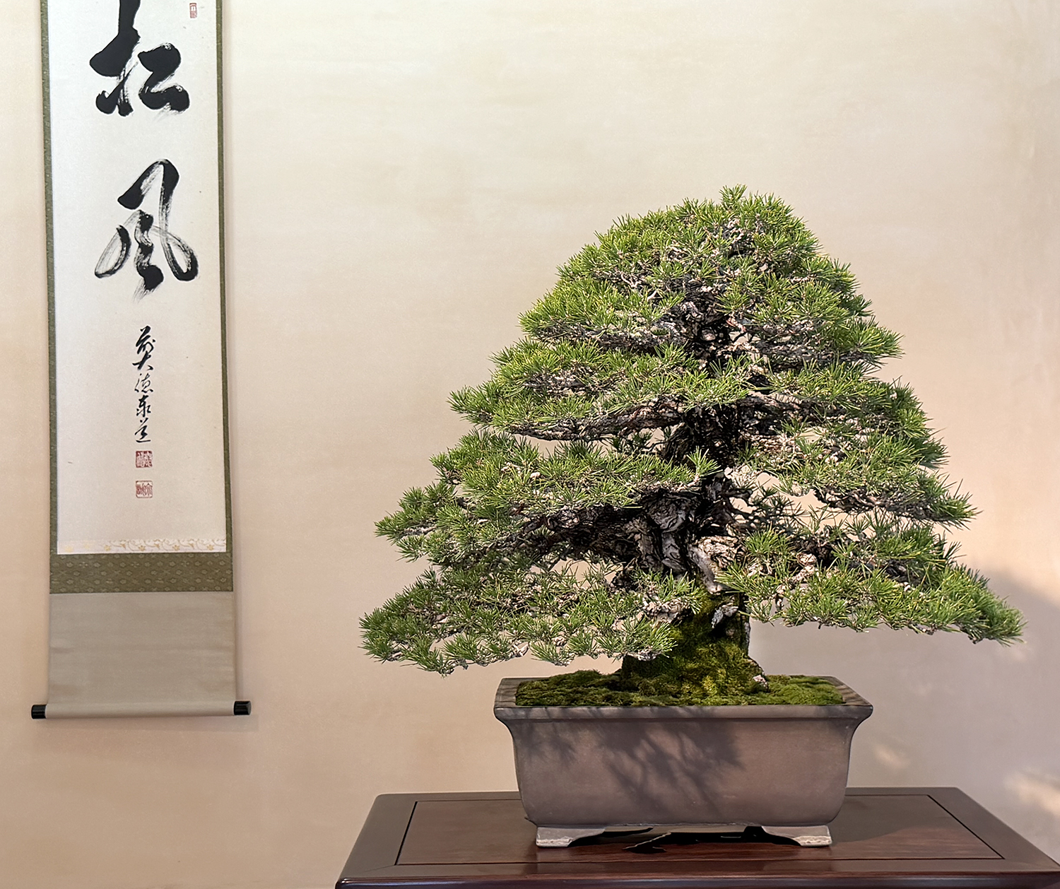 Bonsai様オーダー品(他の方は購入しないでください) The Demon Cedar Eastern White Cedar Thuja occidentalis In training