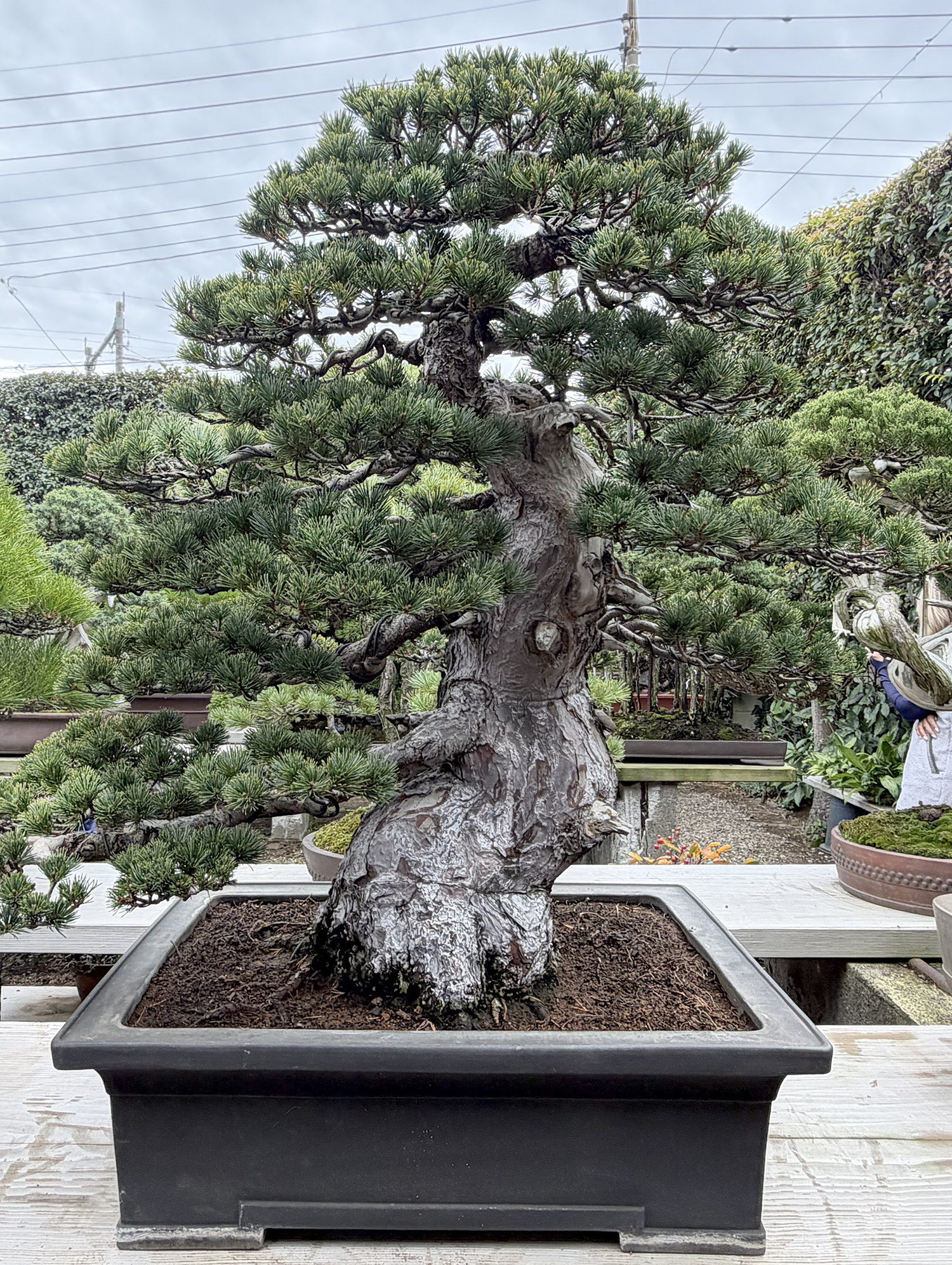 My Second Visit to Omiya Bonsai Village & More – Valavanis Bonsai Blog