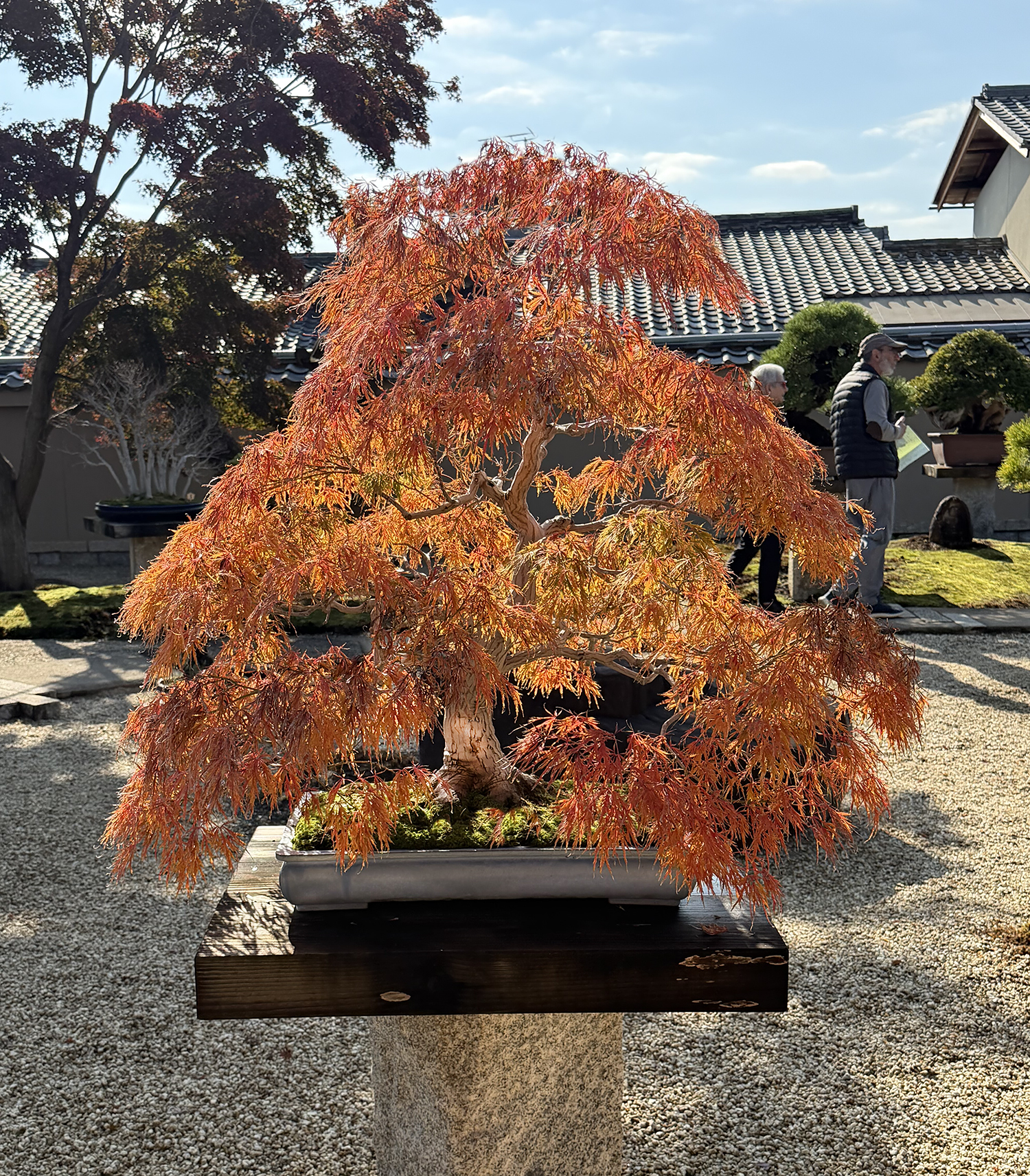 November 2025 – Valavanis Bonsai Blog