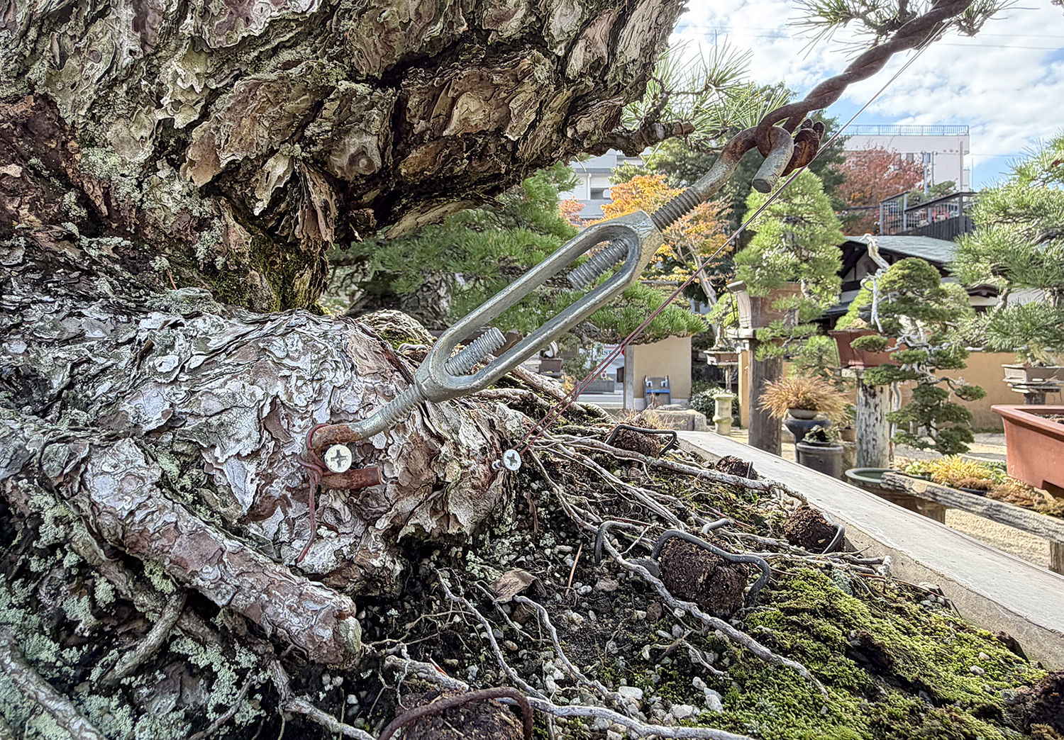 Explore Kyoto's Bonsai Wonders at the Nippon Exhibition
