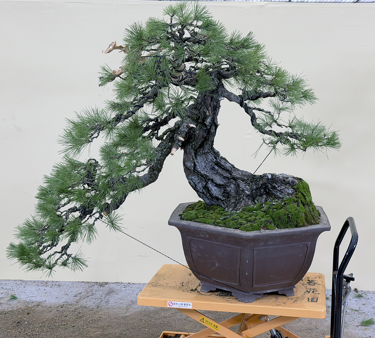 November 2025 – Valavanis Bonsai Blog