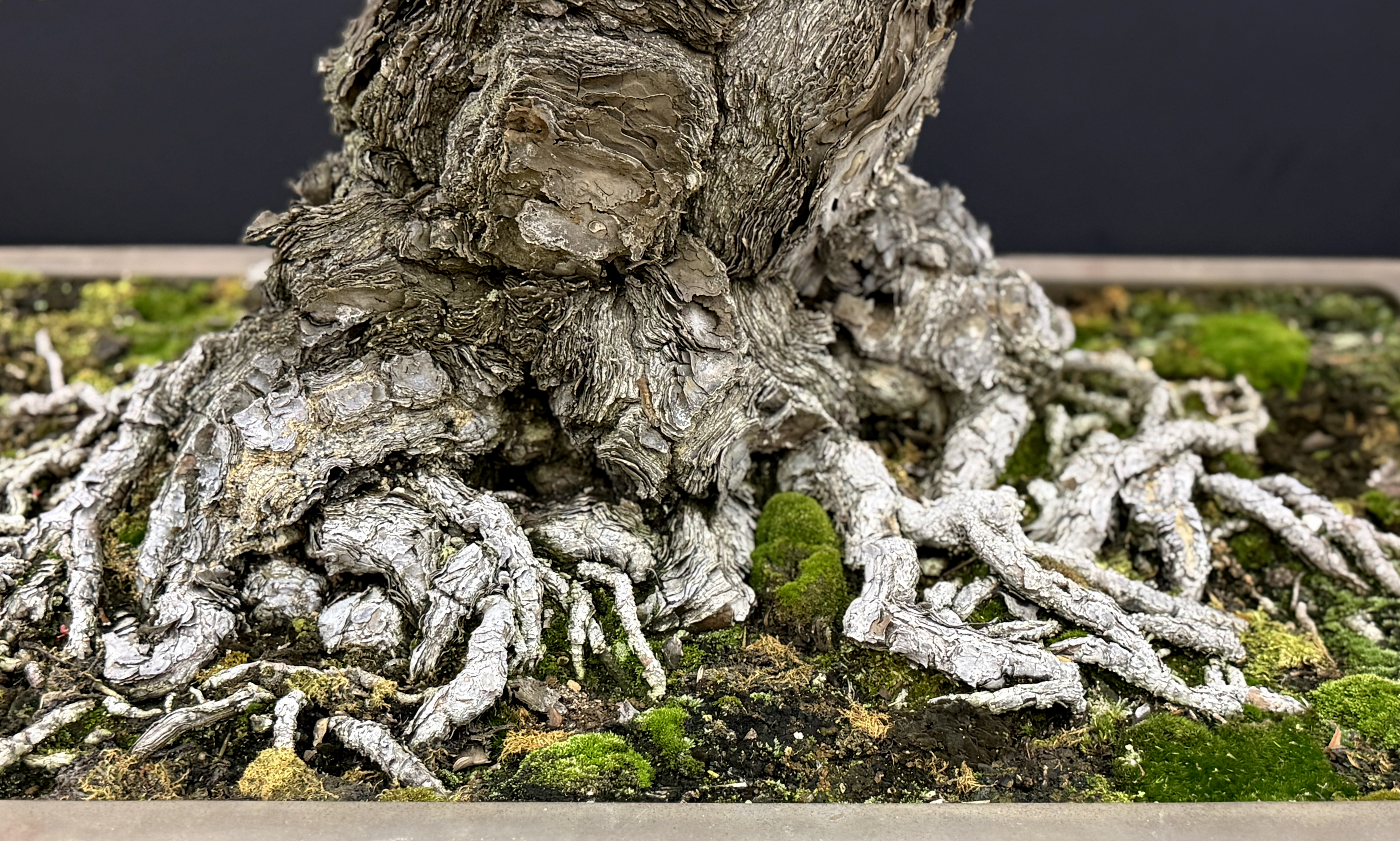 Explore the Art of Bonsai: Tips and Aesthetics