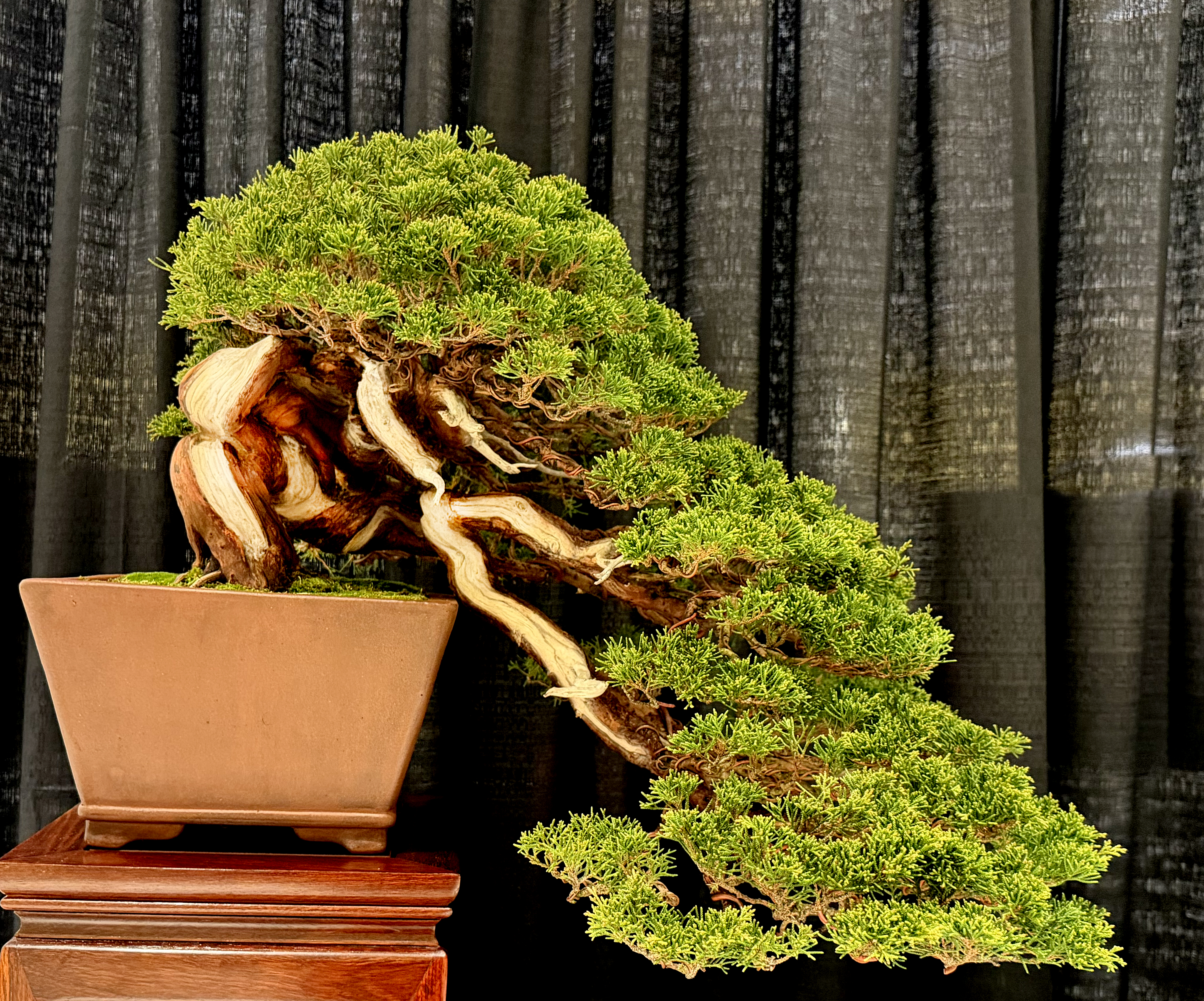 BONSAI出品 Explore the Elegance of Winter Silhouette Bonsai Expo 2025