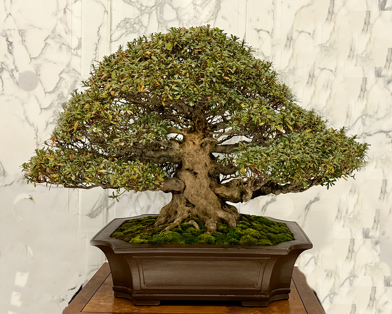December 2025 – Valavanis Bonsai Blog