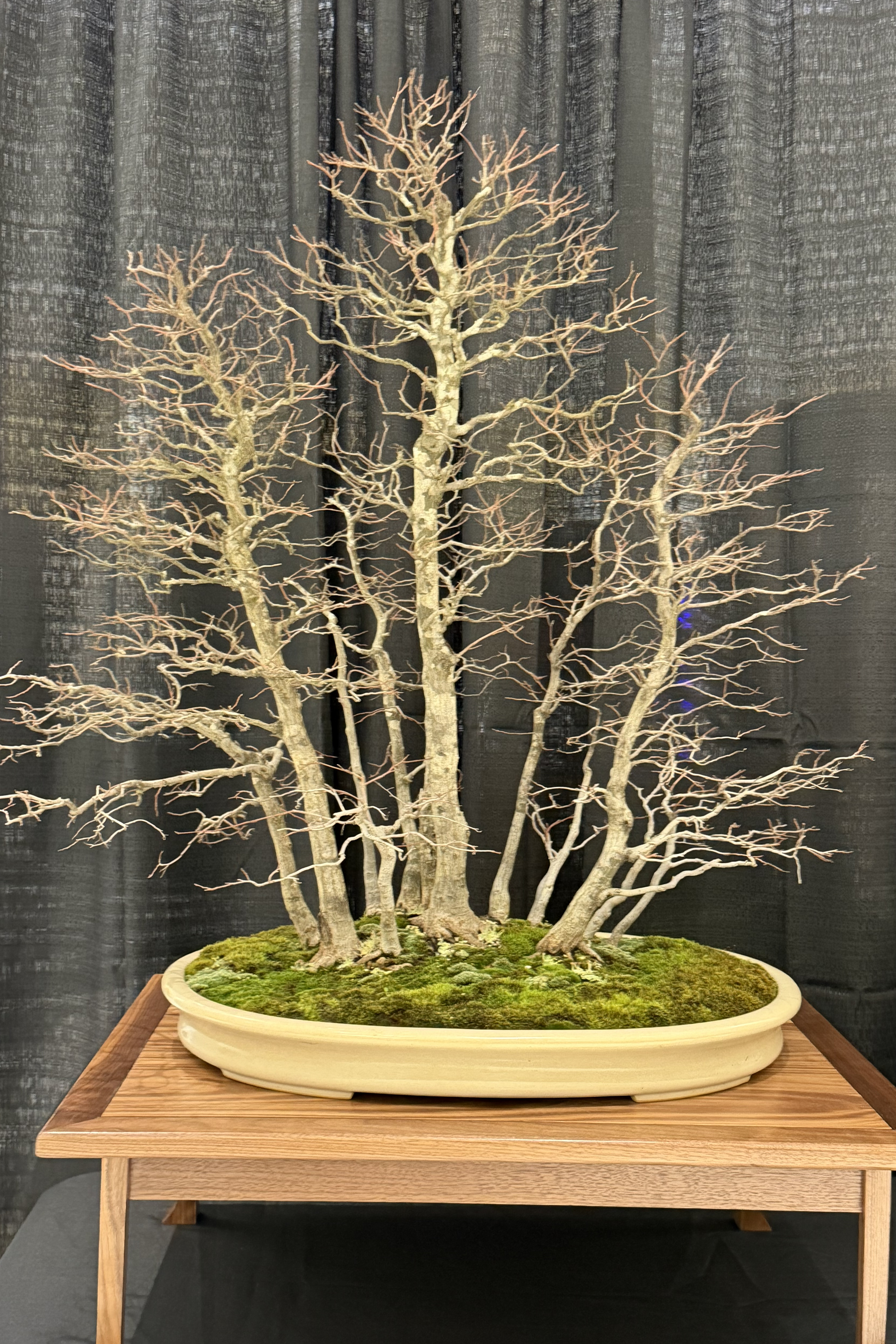 December 2025 – Valavanis Bonsai Blog