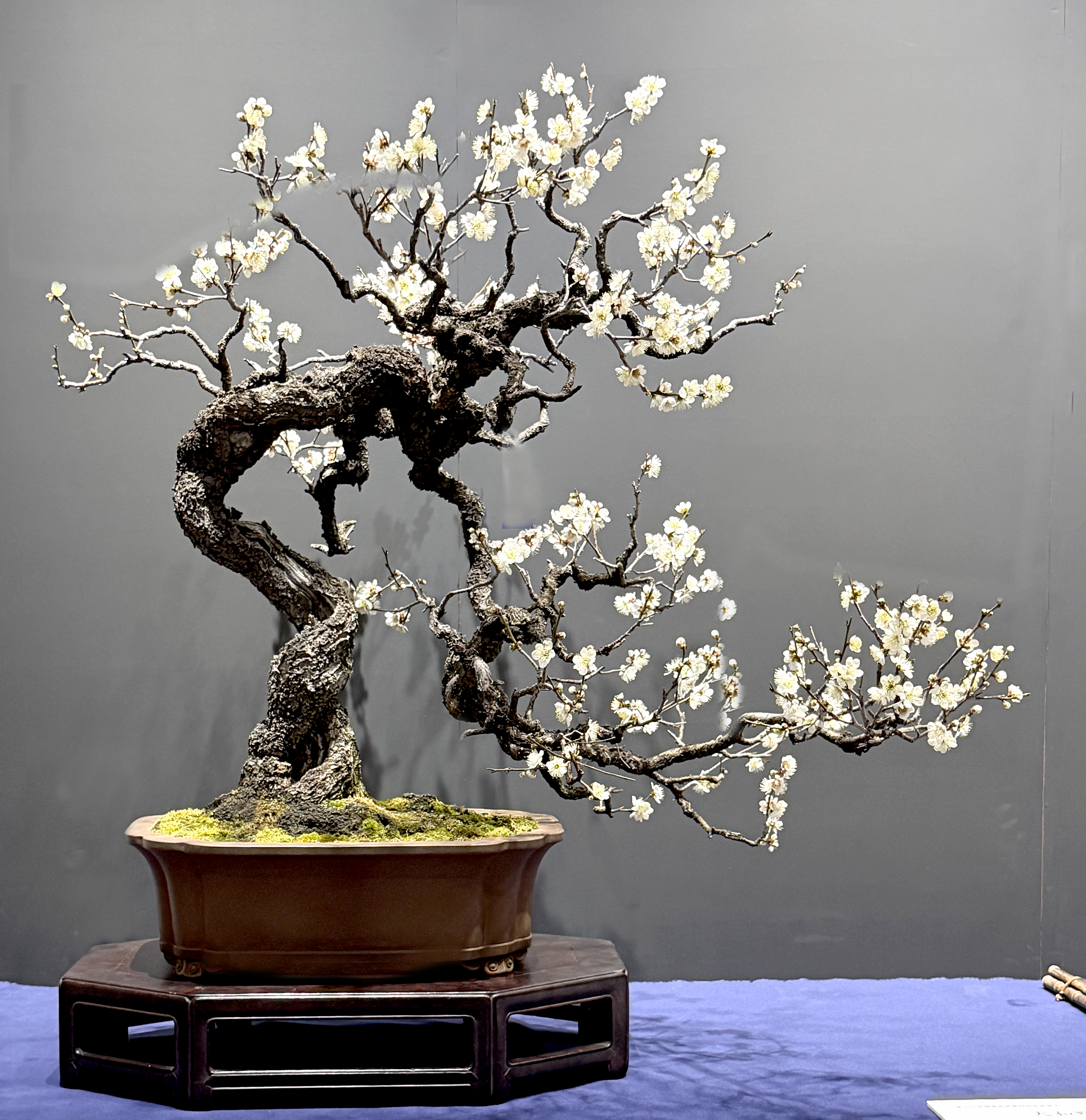 Exploring the 2026 Kofu-Fu Bonsai Exhibition – Part I Highlights