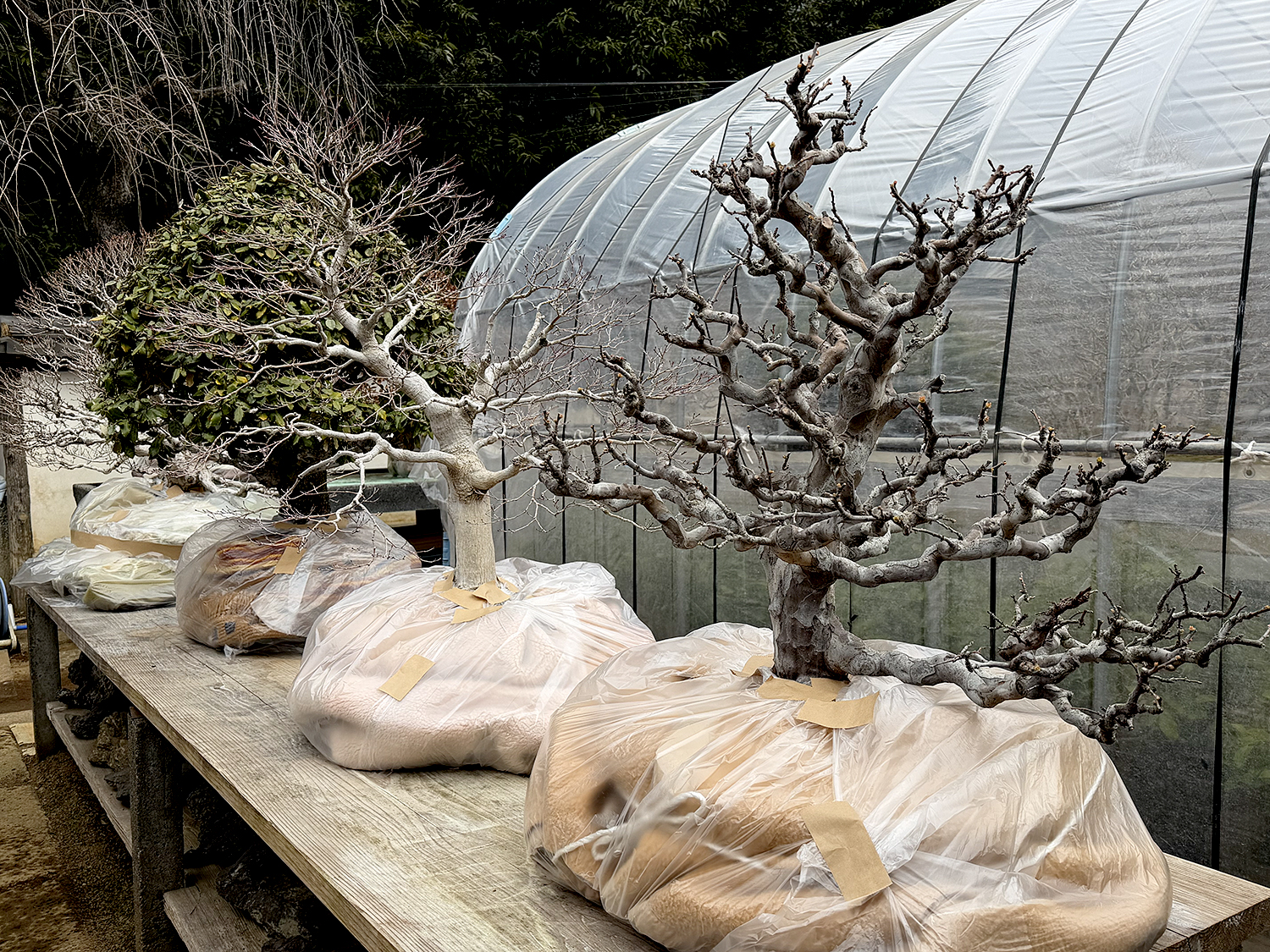 Winter Care Tips for Bonsai Trees: Protecting Your Collection