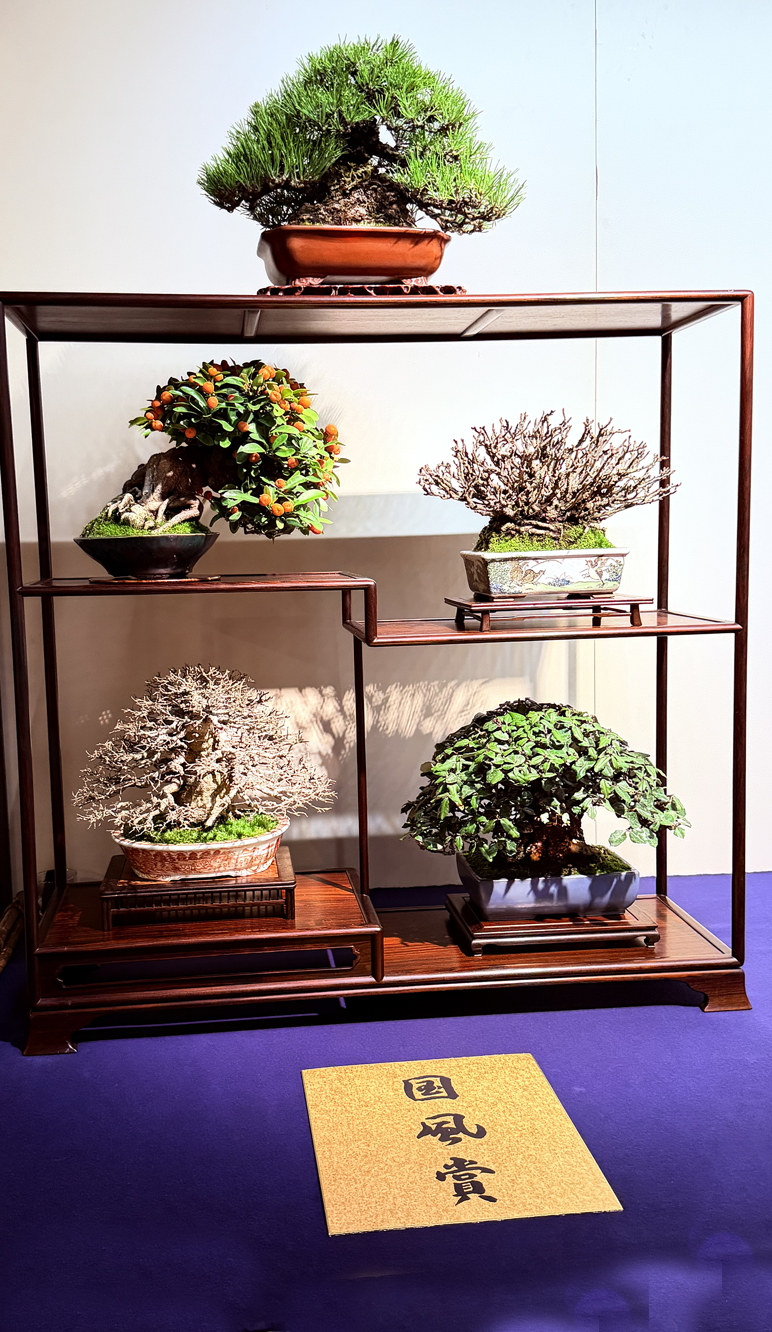 Exploring the 2026 Kofu-Fu Bonsai Exhibition – Part I Highlights