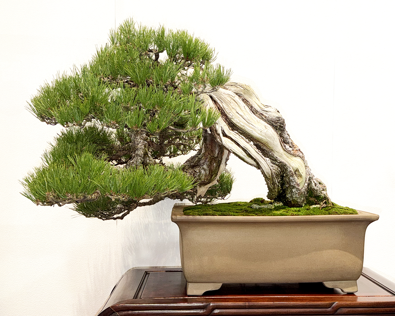 Exploring the 2026 Kofu-Fu Bonsai Exhibition – Part I Highlights