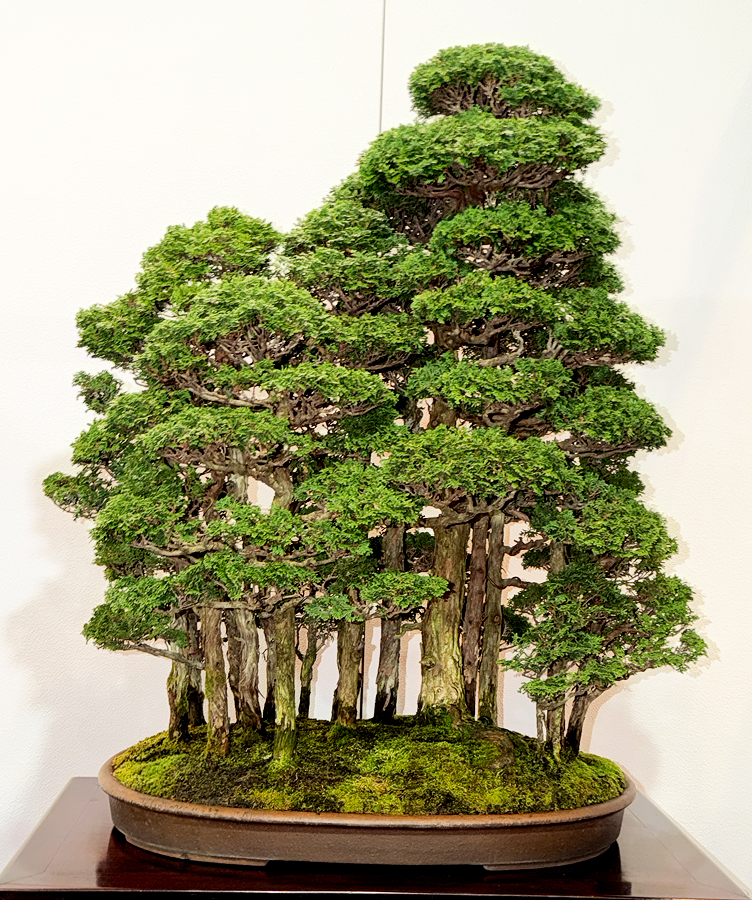 Exploring the 2026 Kofu-Fu Bonsai Exhibition – Part I Highlights