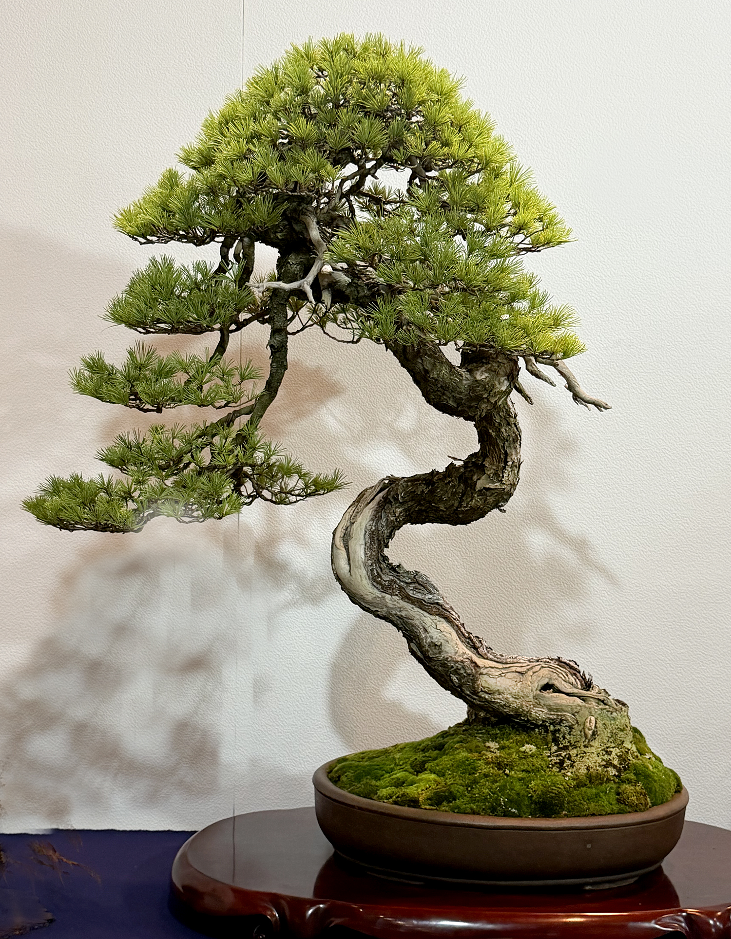 February 2026 – Valavanis Bonsai Blog