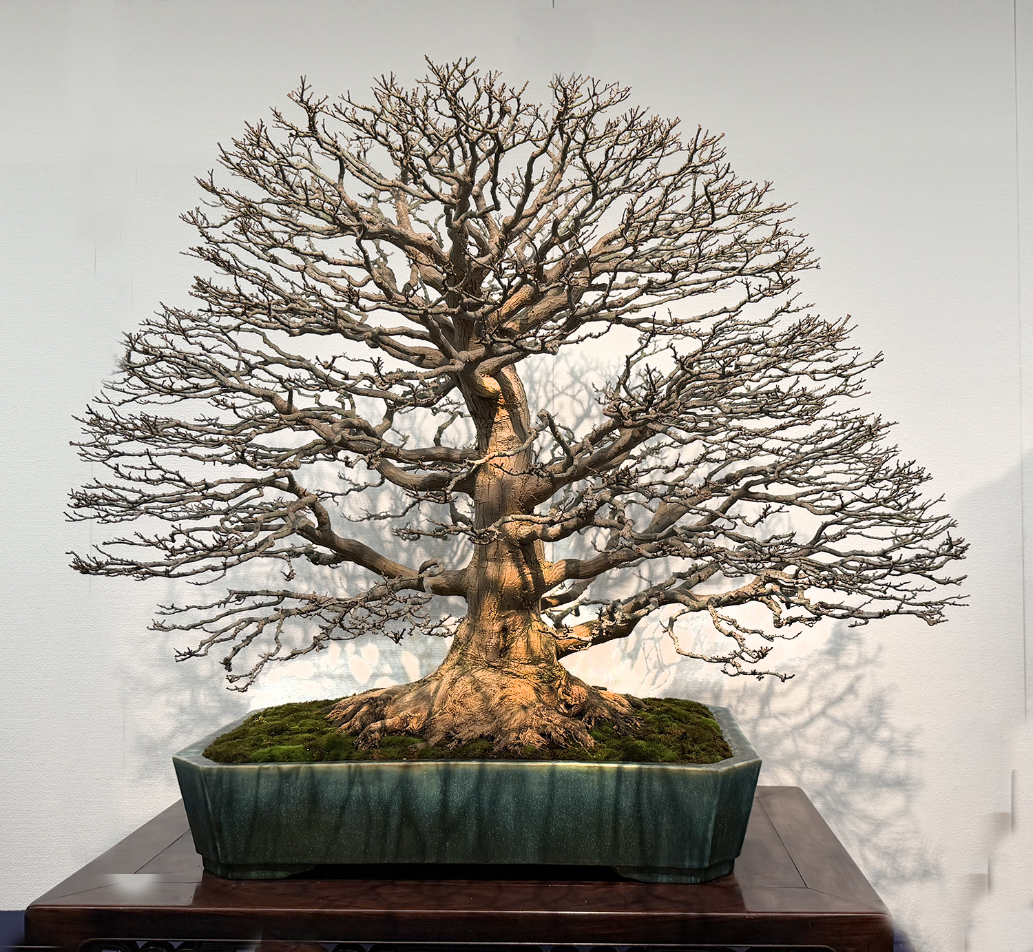 February 2026 – Valavanis Bonsai Blog