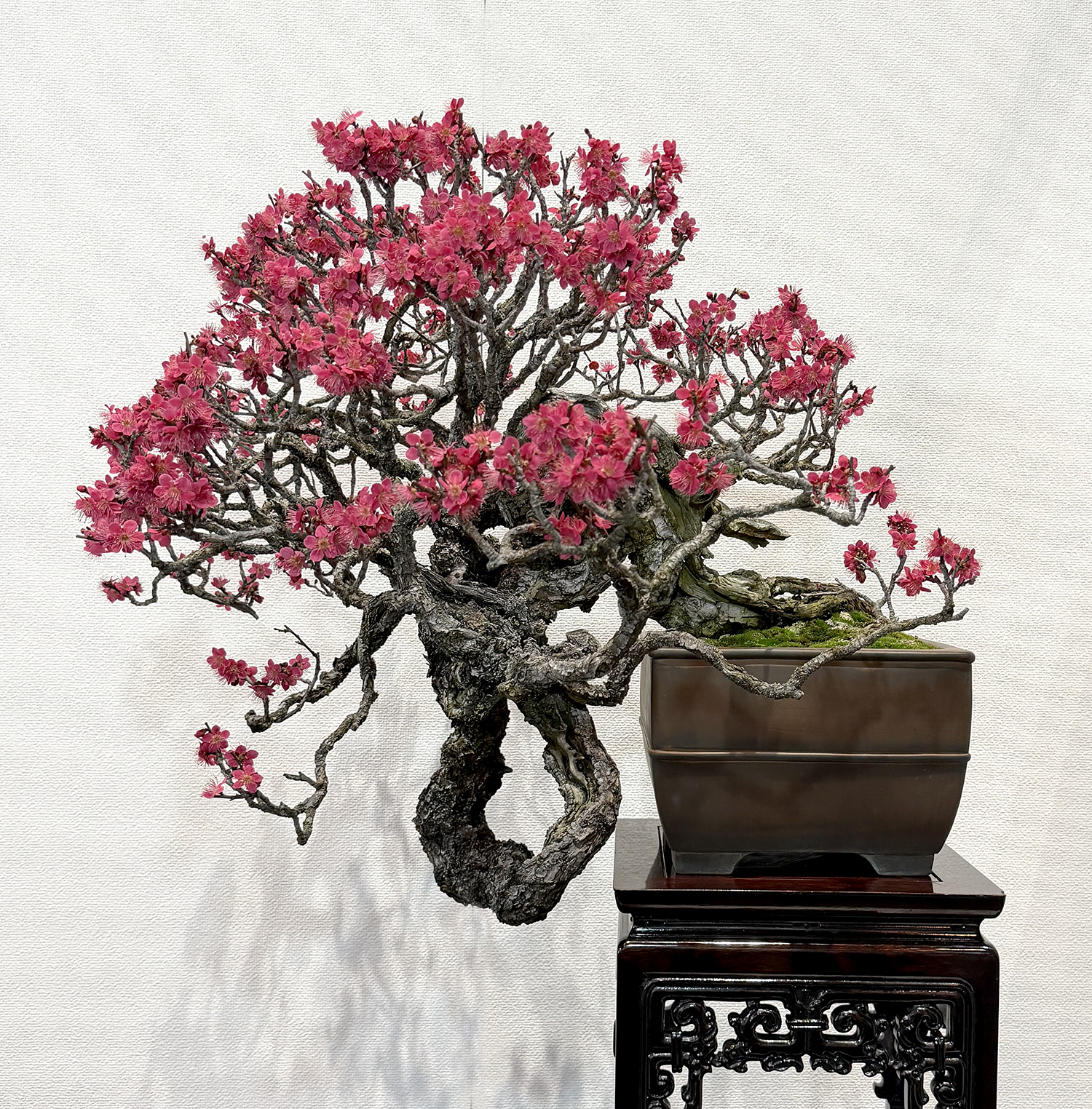 Exploring the 2026 Kofu-Fu Bonsai Exhibition – Part I Highlights