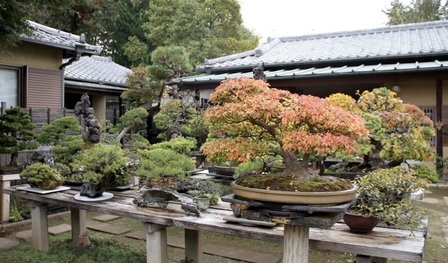 March 2026 – Valavanis Bonsai Blog
