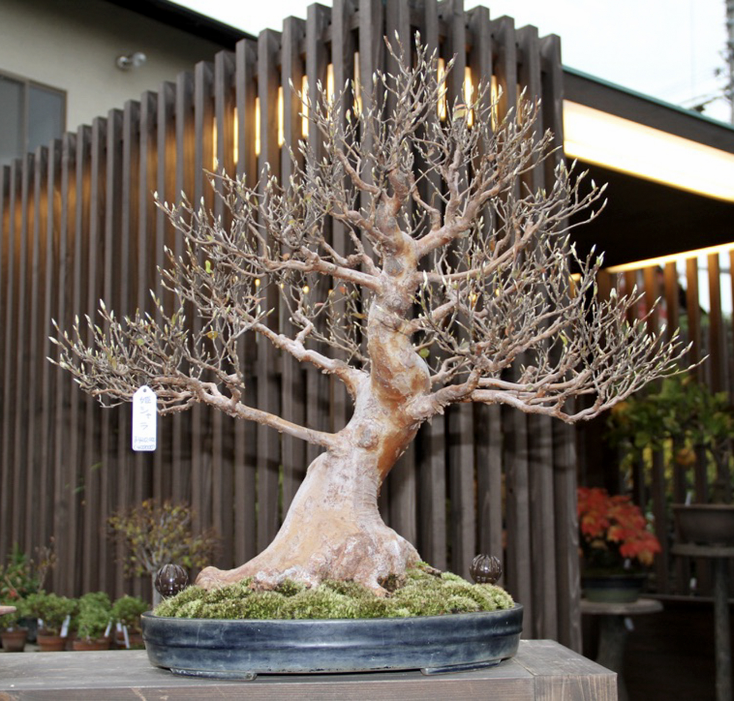 March 2026 – Valavanis Bonsai Blog