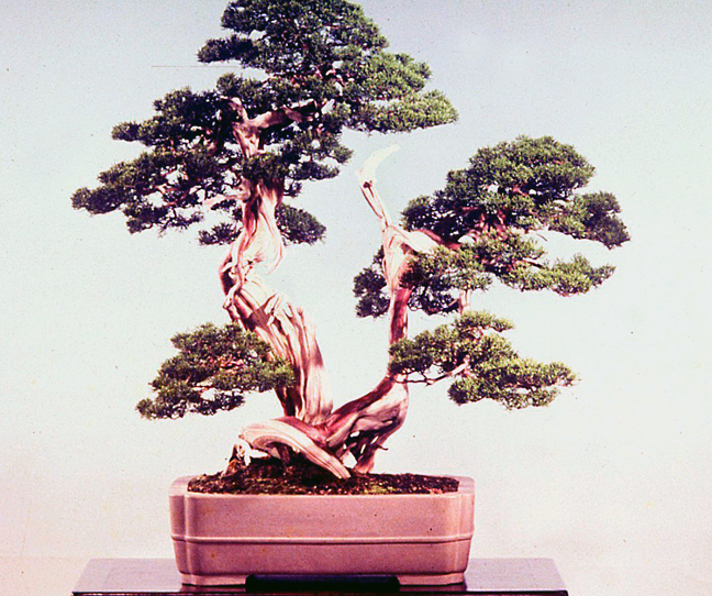 March 2026 – Valavanis Bonsai Blog