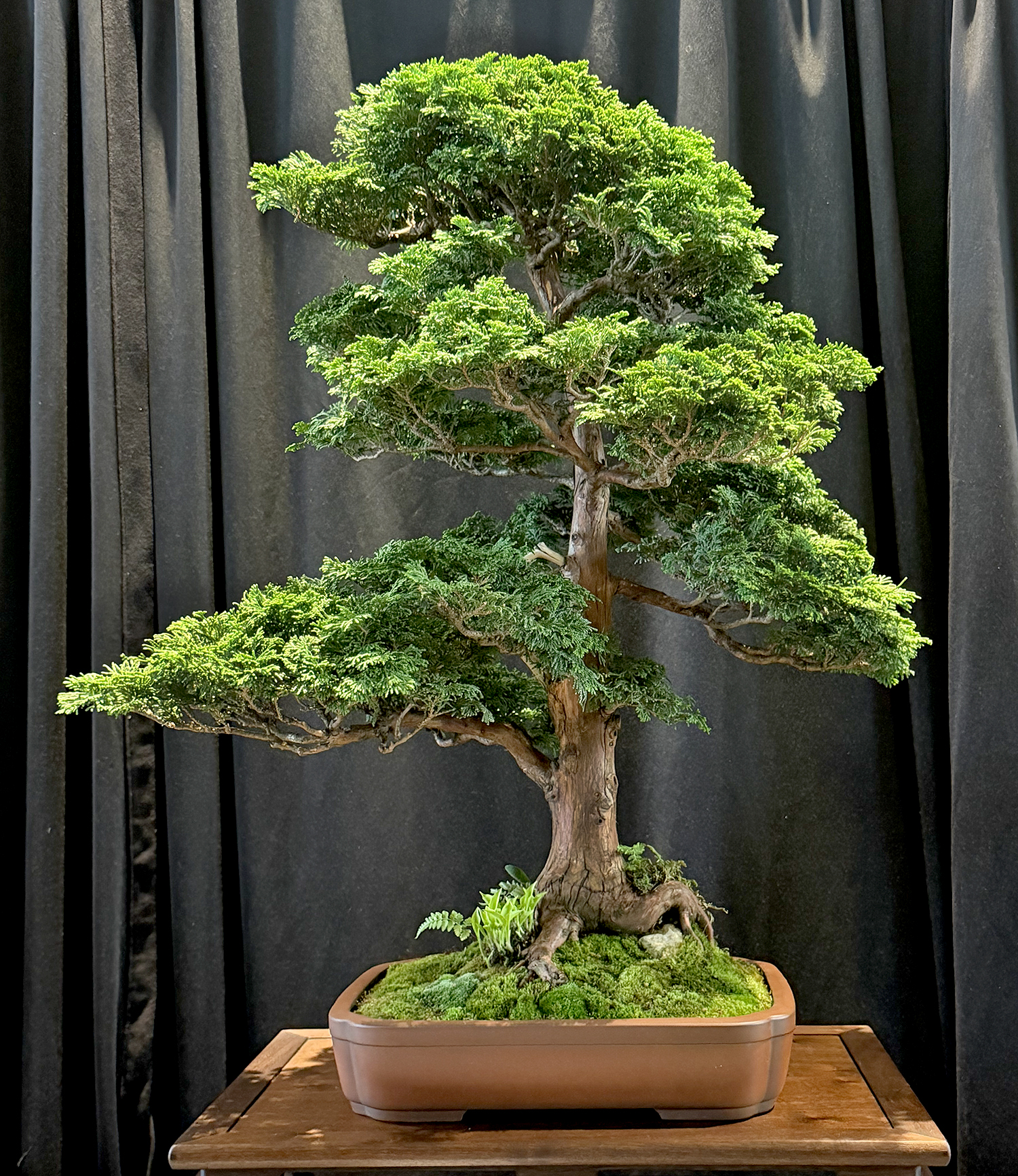 Experience the 2026 Michigan Bonsai Show at Meijer Gardens