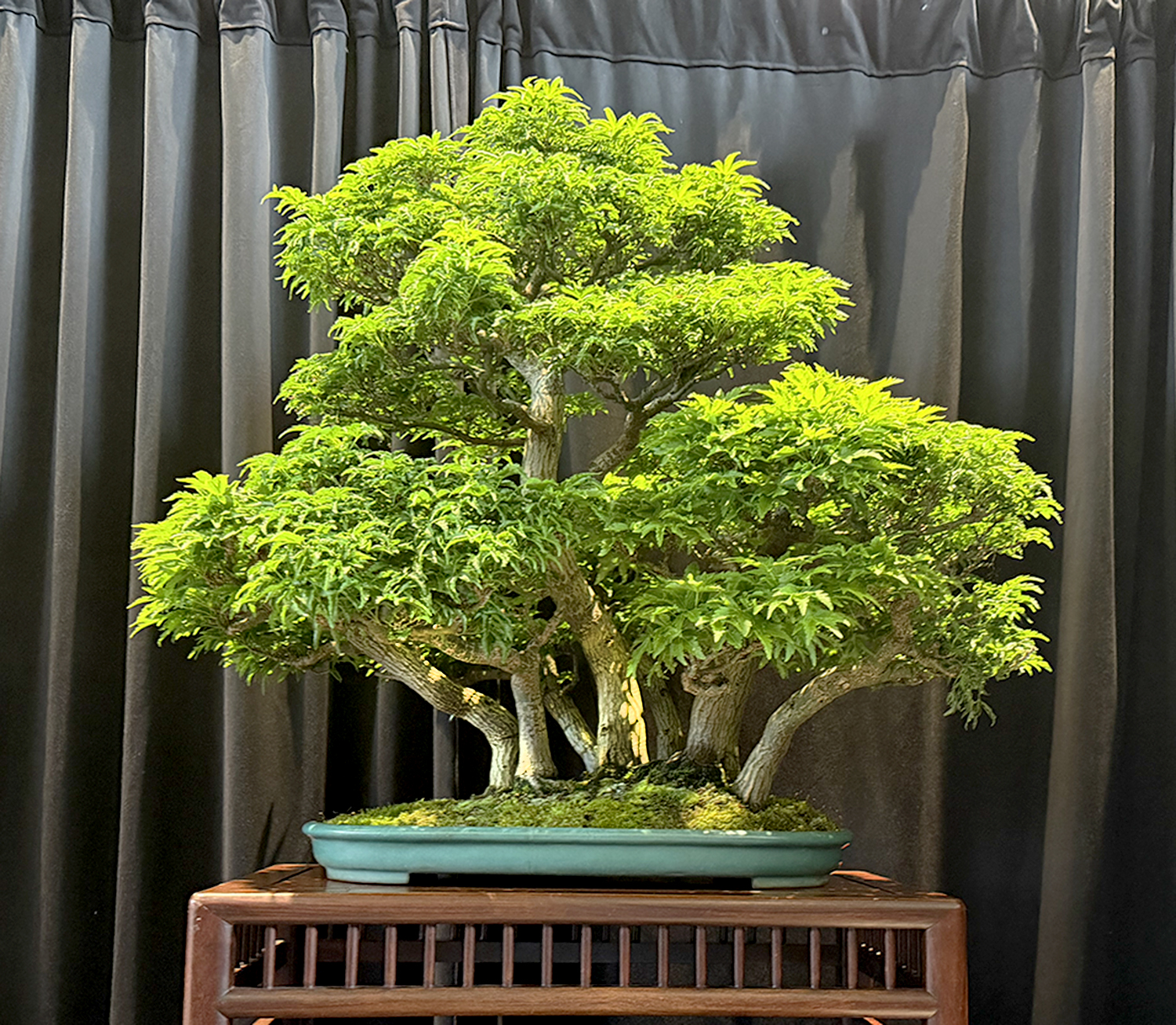 Experience the 2026 Michigan Bonsai Show at Meijer Gardens