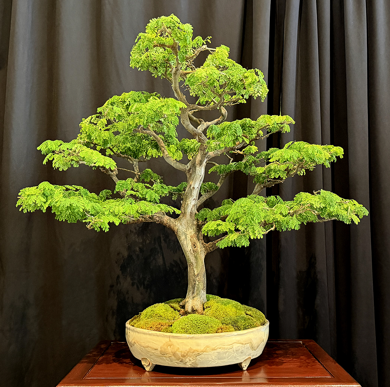 Experience the 2026 Michigan Bonsai Show at Meijer Gardens