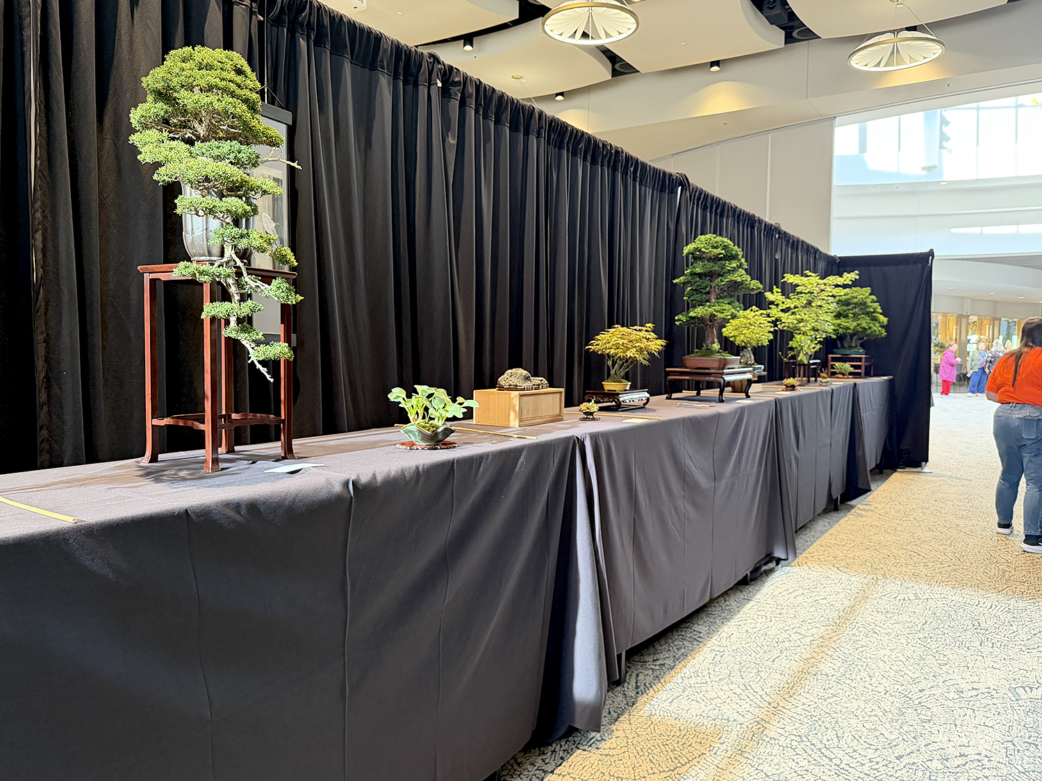 May 2026 – Valavanis Bonsai Blog