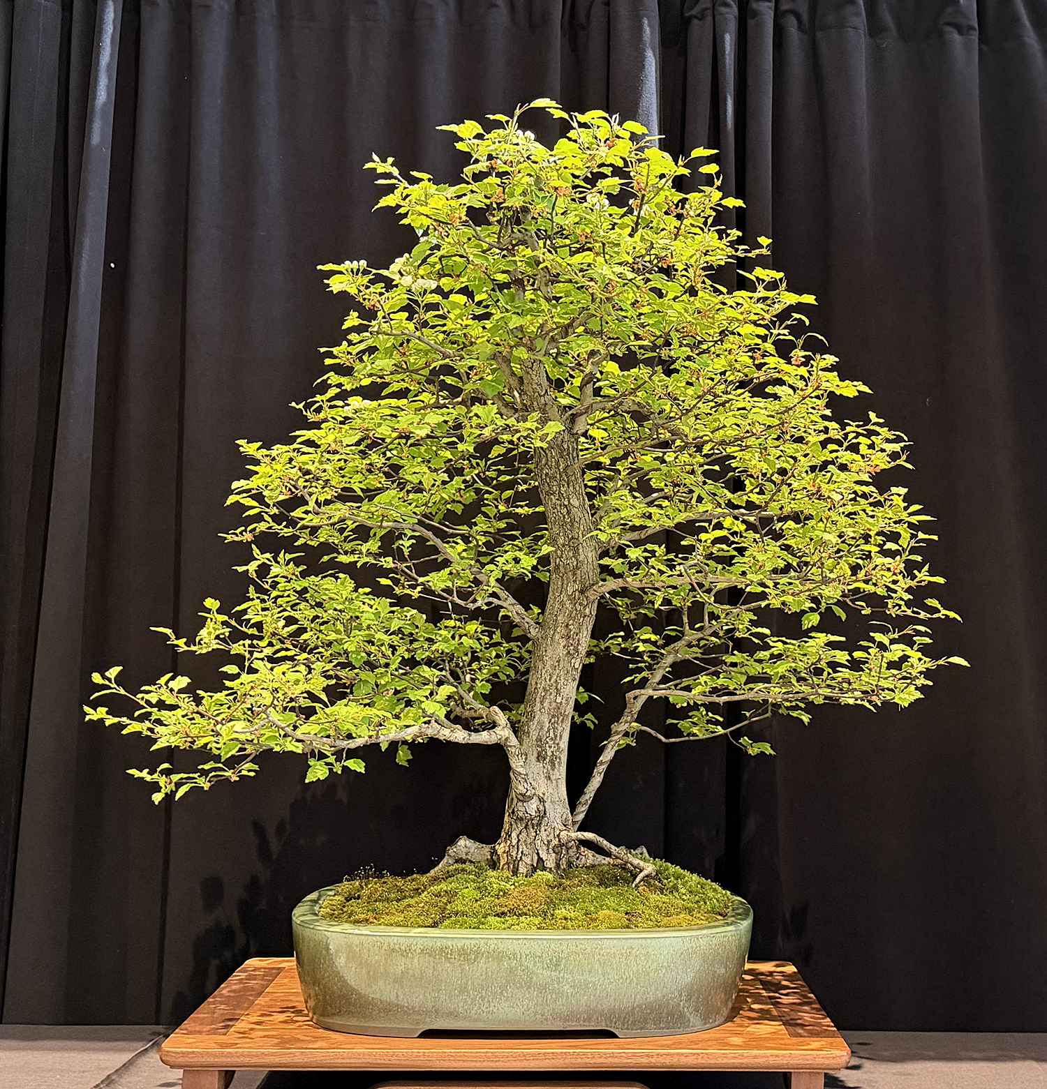 Experience the 2026 Michigan Bonsai Show at Meijer Gardens