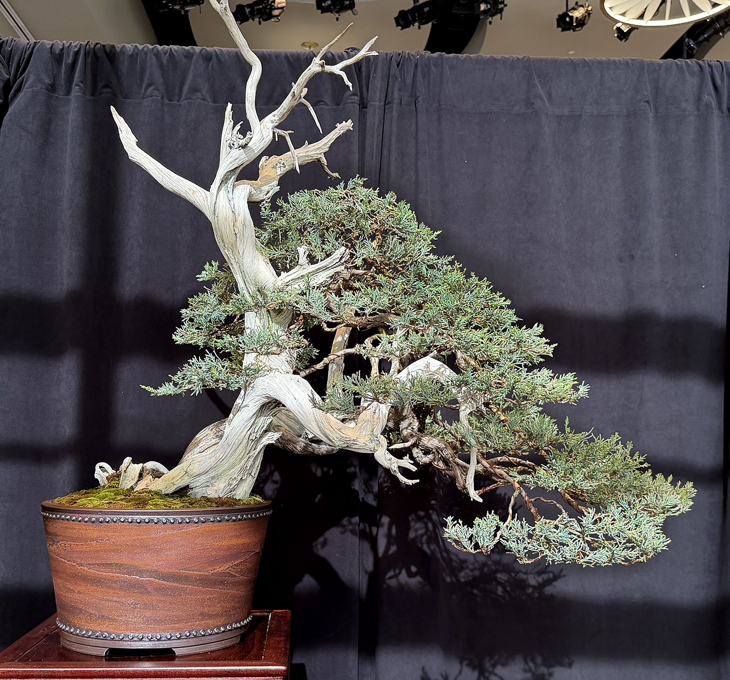 Experience the 2026 Michigan Bonsai Show at Meijer Gardens