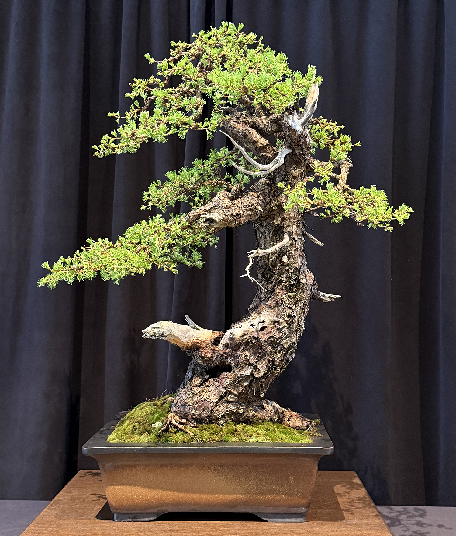 Experience the 2026 Michigan Bonsai Show at Meijer Gardens