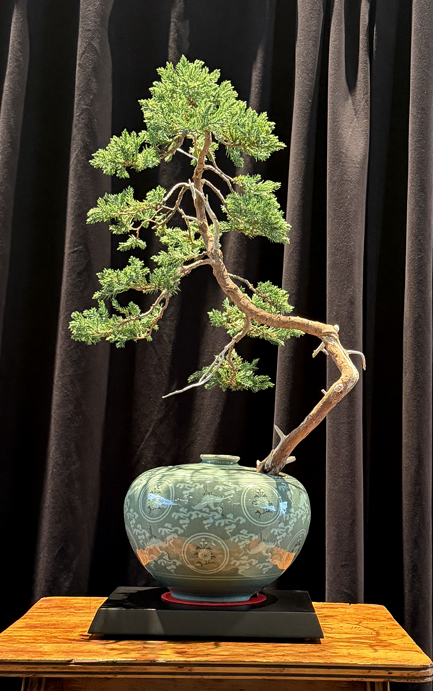 May 2026 – Valavanis Bonsai Blog