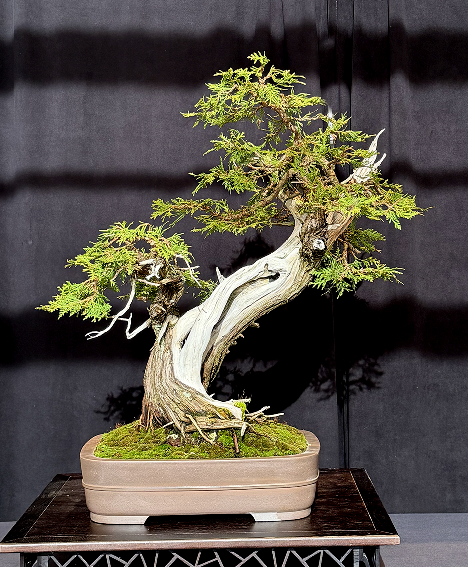 Experience the 2026 Michigan Bonsai Show at Meijer Gardens