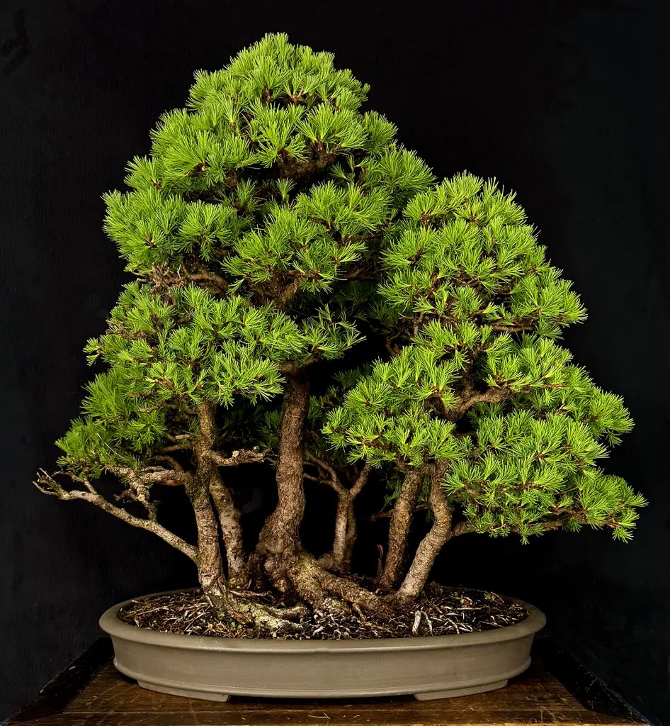 Explore the Longwood Gardens Bonsai Festival 2025