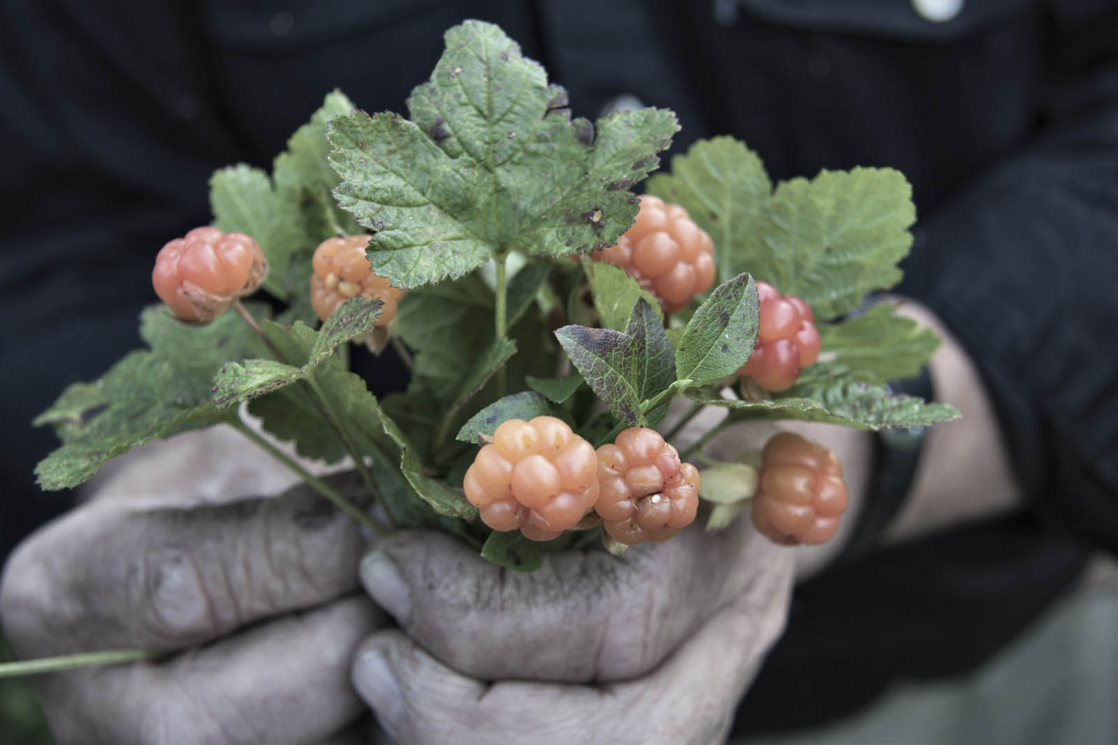 Sweden, Lappland, cloudberry (Rubus chamaemorus)