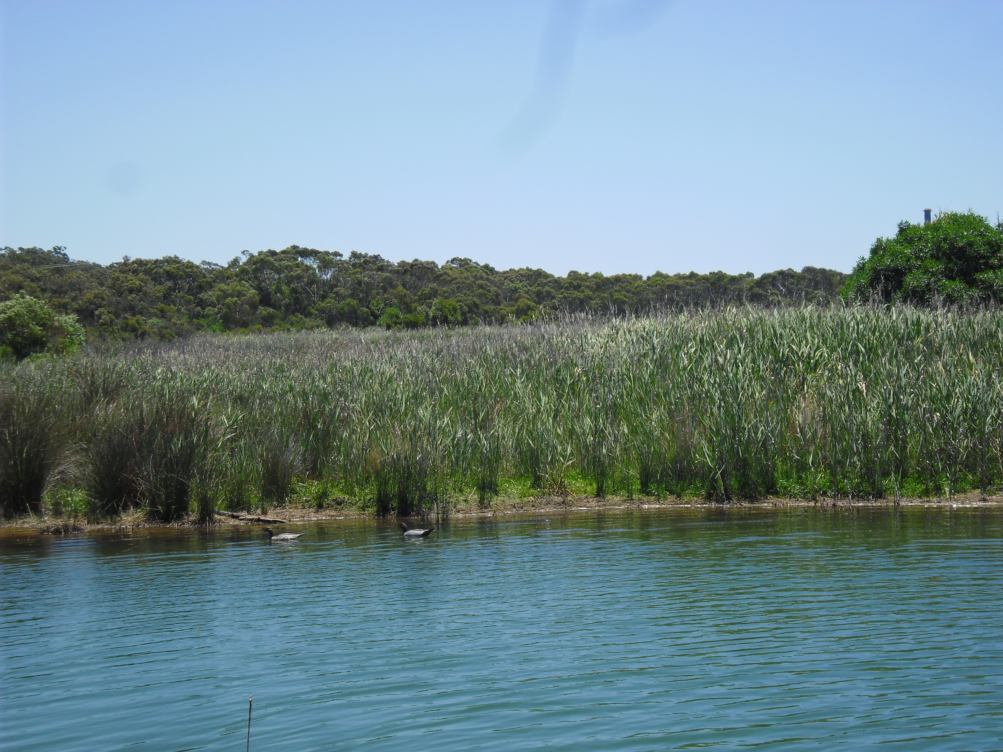 bird habitat 1