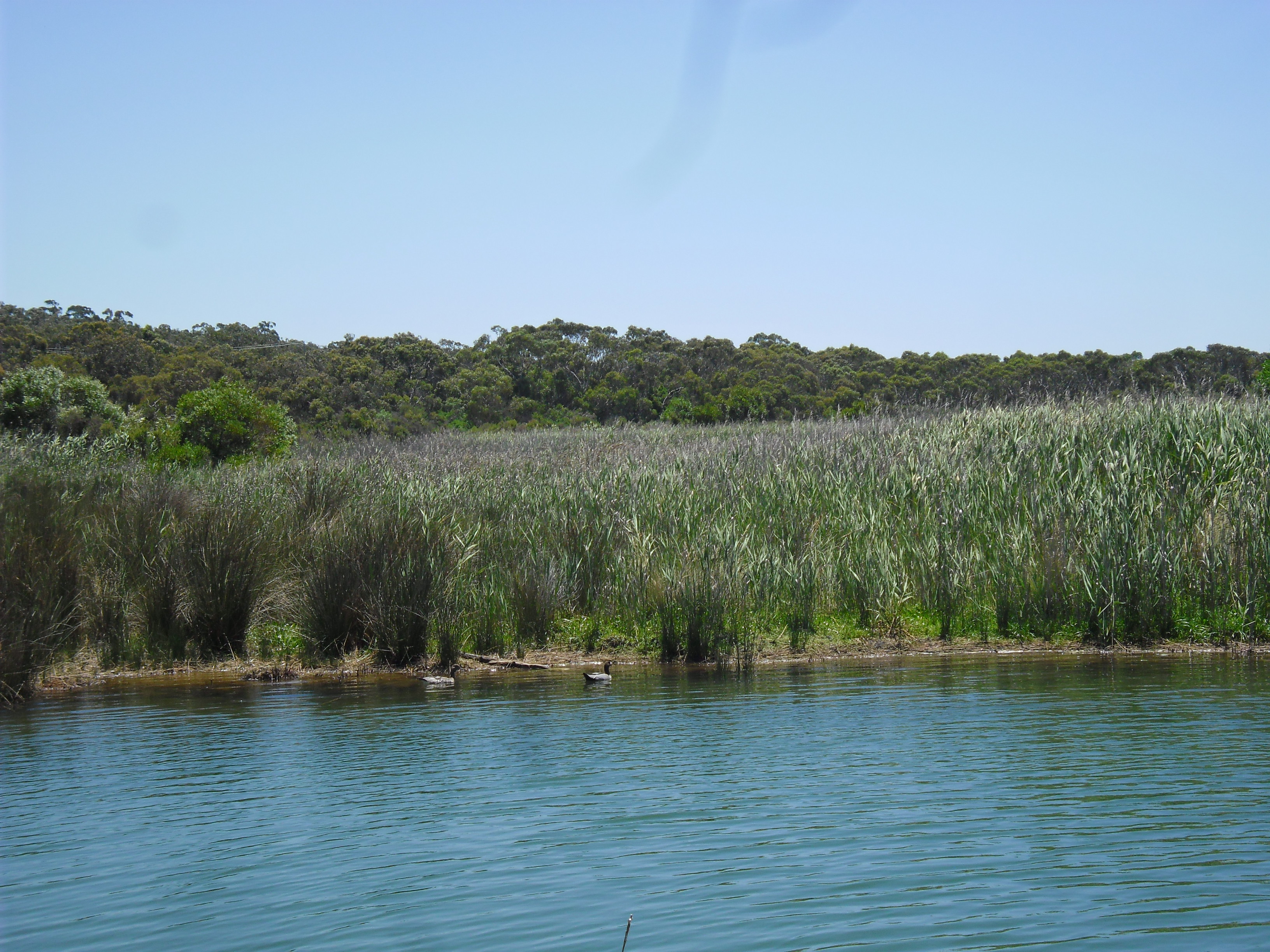 bird habitat 2