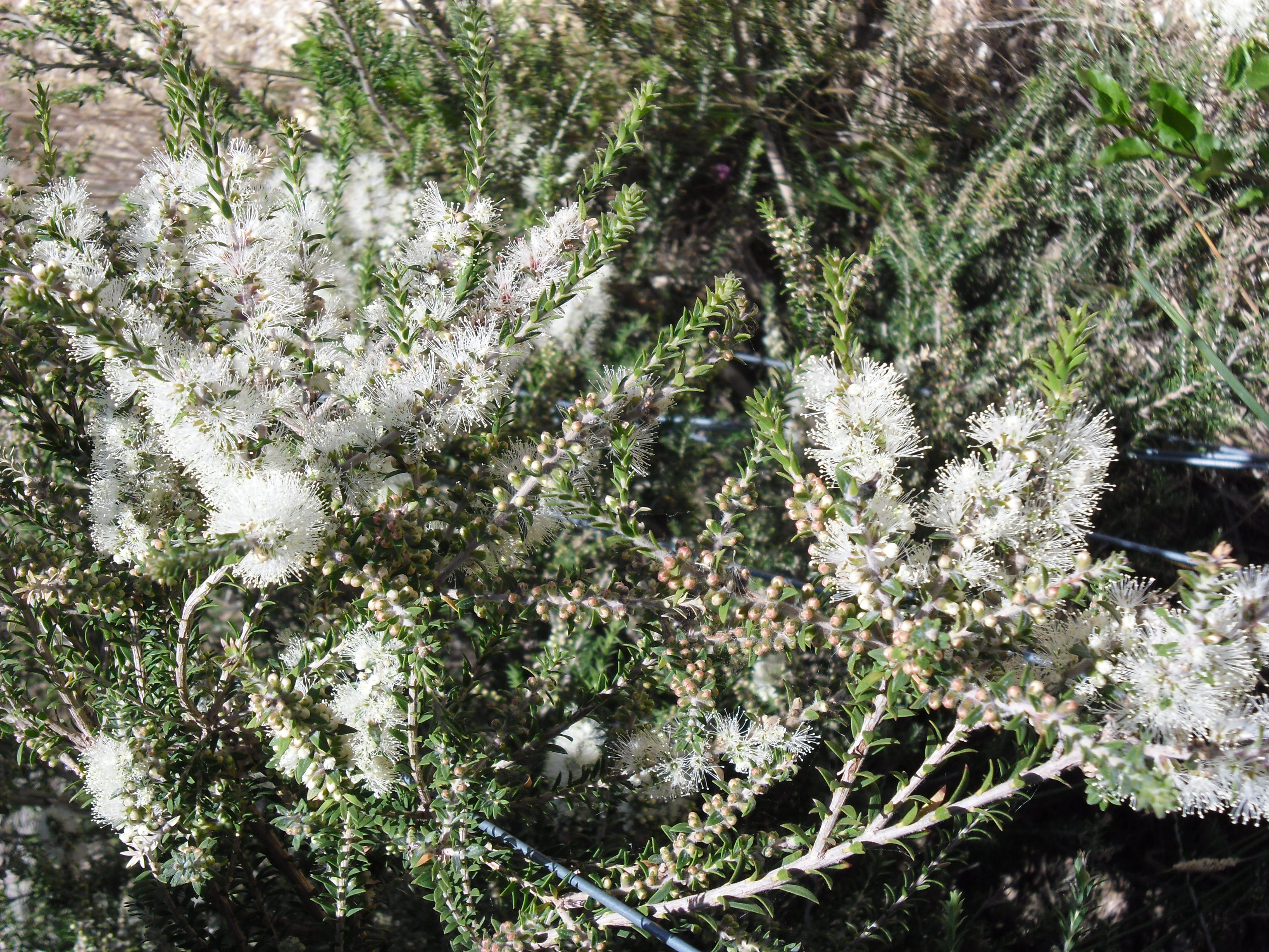 botany 1