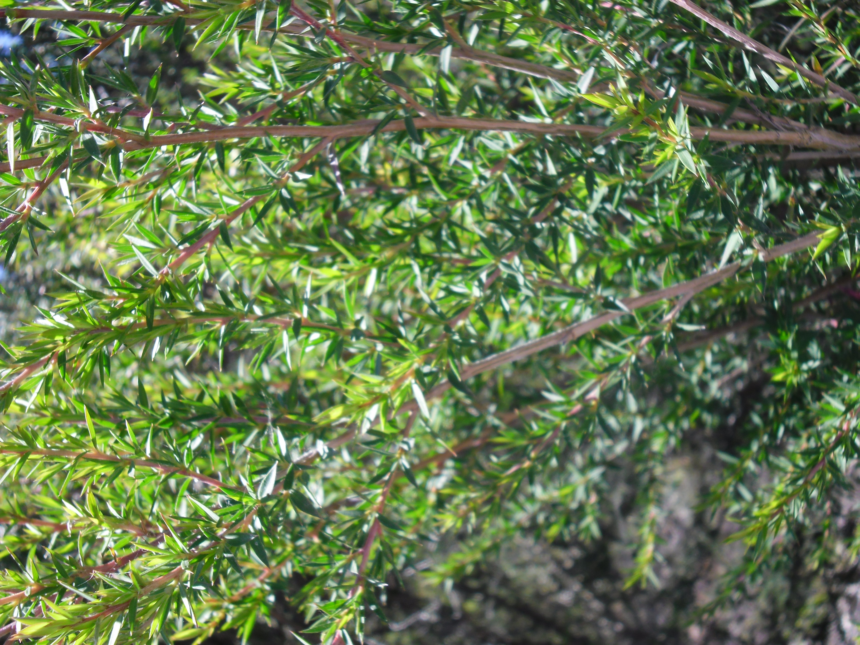 botany 2