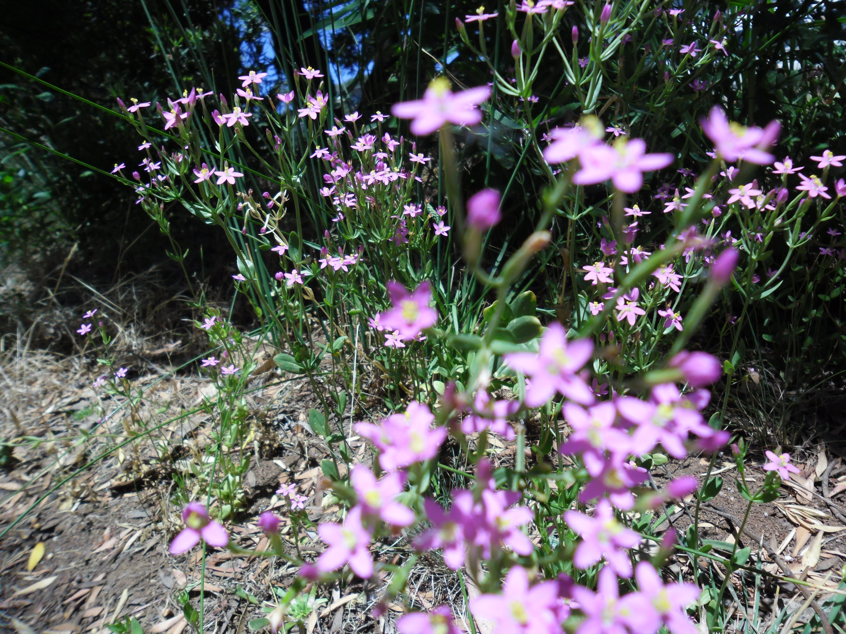 bush orchids
