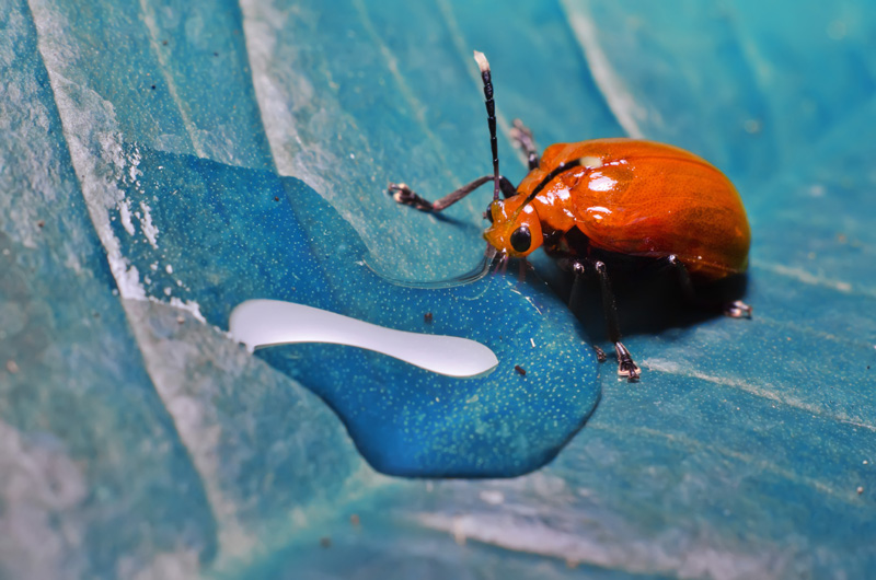 8110604064_ff6201ea2f_o