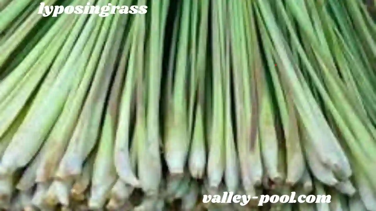 lyposingrass