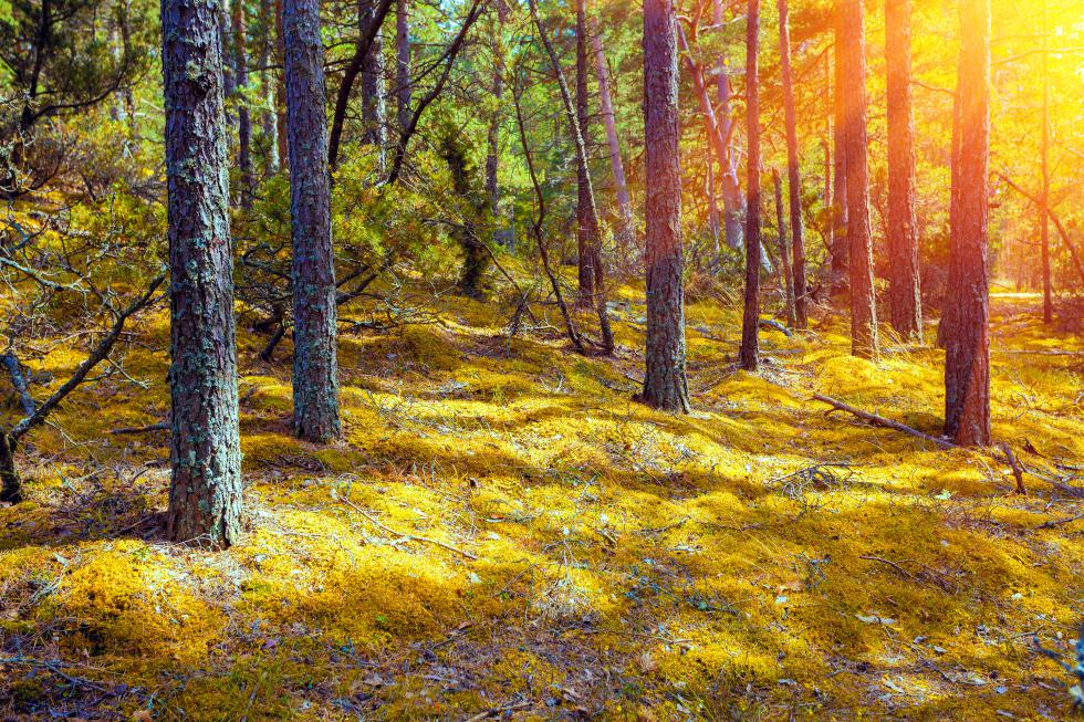 Pine forest in sunny day - vvvita | iStockphoto