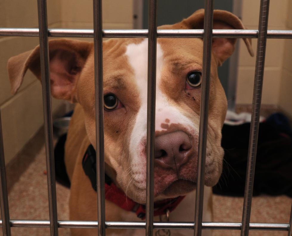 CAROL LOLLIS Othena, a Pit Bull, at Dakin Human Society in Springfield waiting to be adopted. - CAROL LOLLIS | DAILY HAMPSHIRE GAZETTE