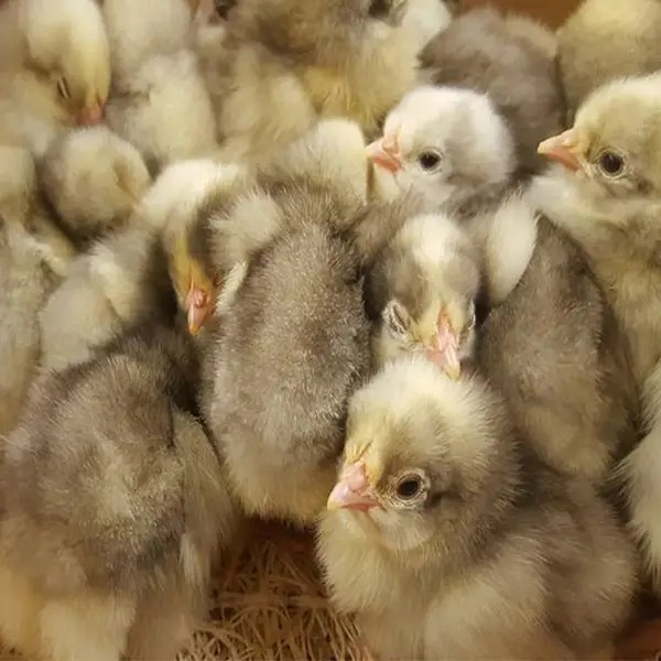 White Plymouth Rock Chicks For Sale | Valley Hatchery