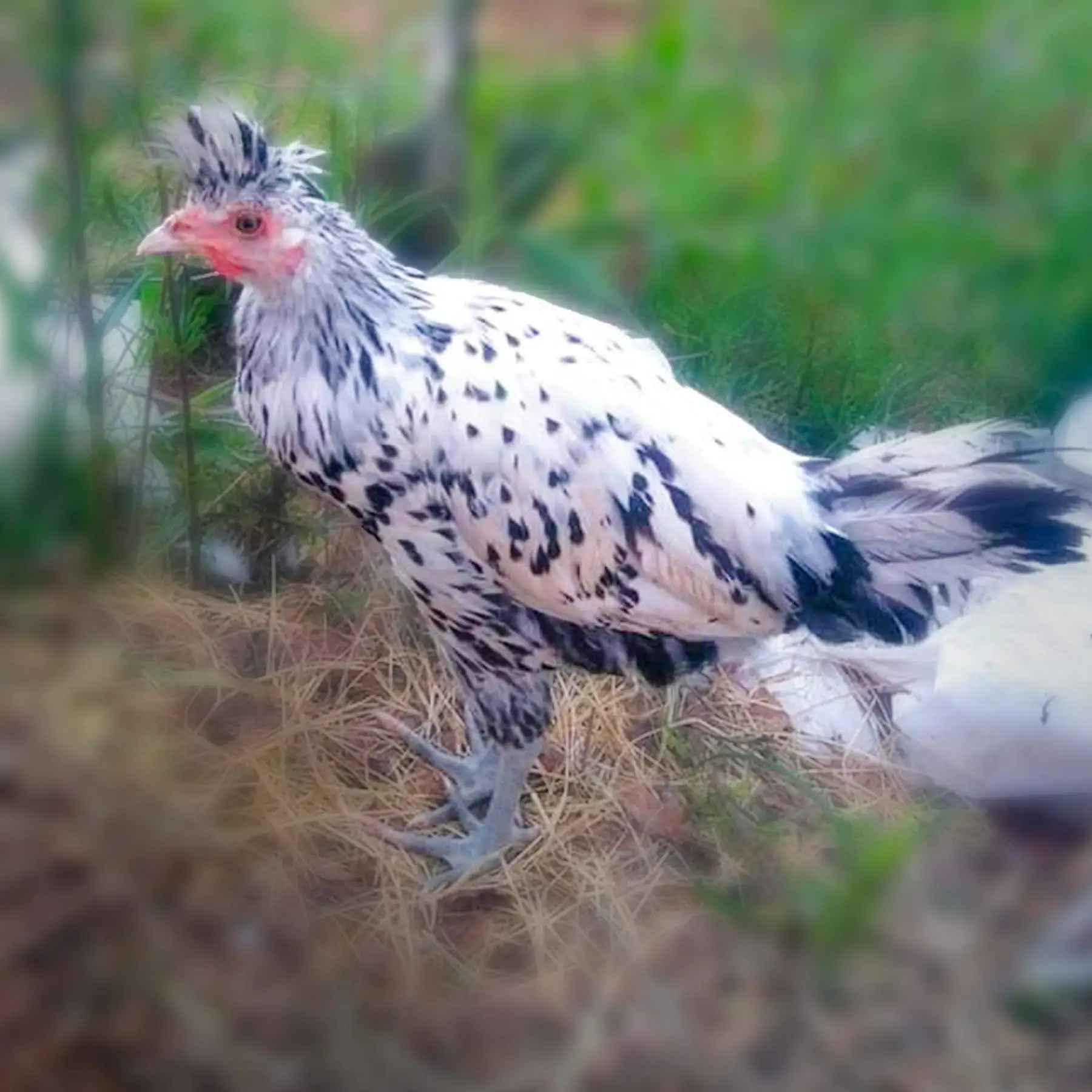 セボンスター　ペンギン　水色　シルバー Silver Spitzhauben Chicks : Baby Chicks For Sale